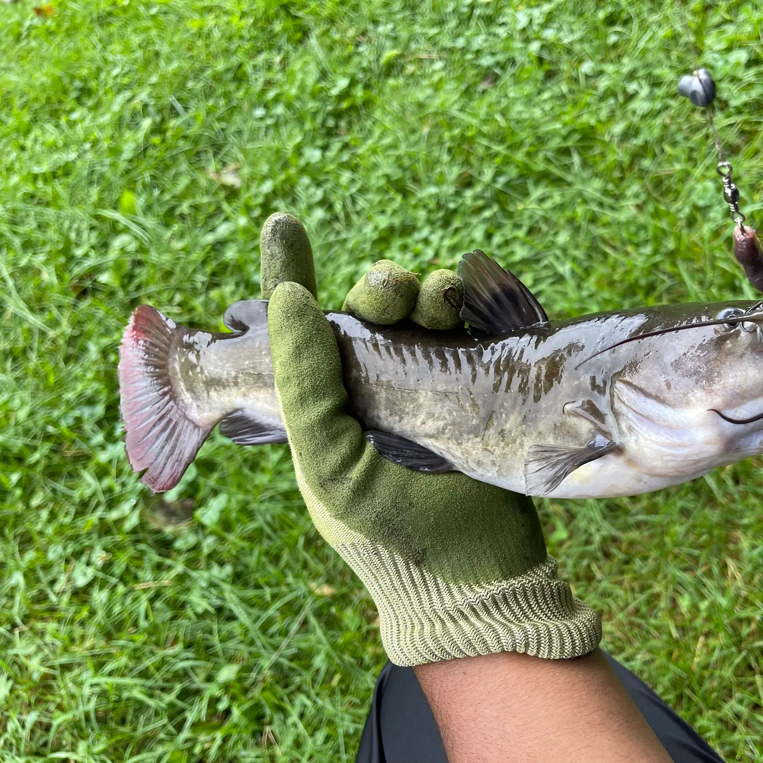 Brown bullhead caught on Fishbrain