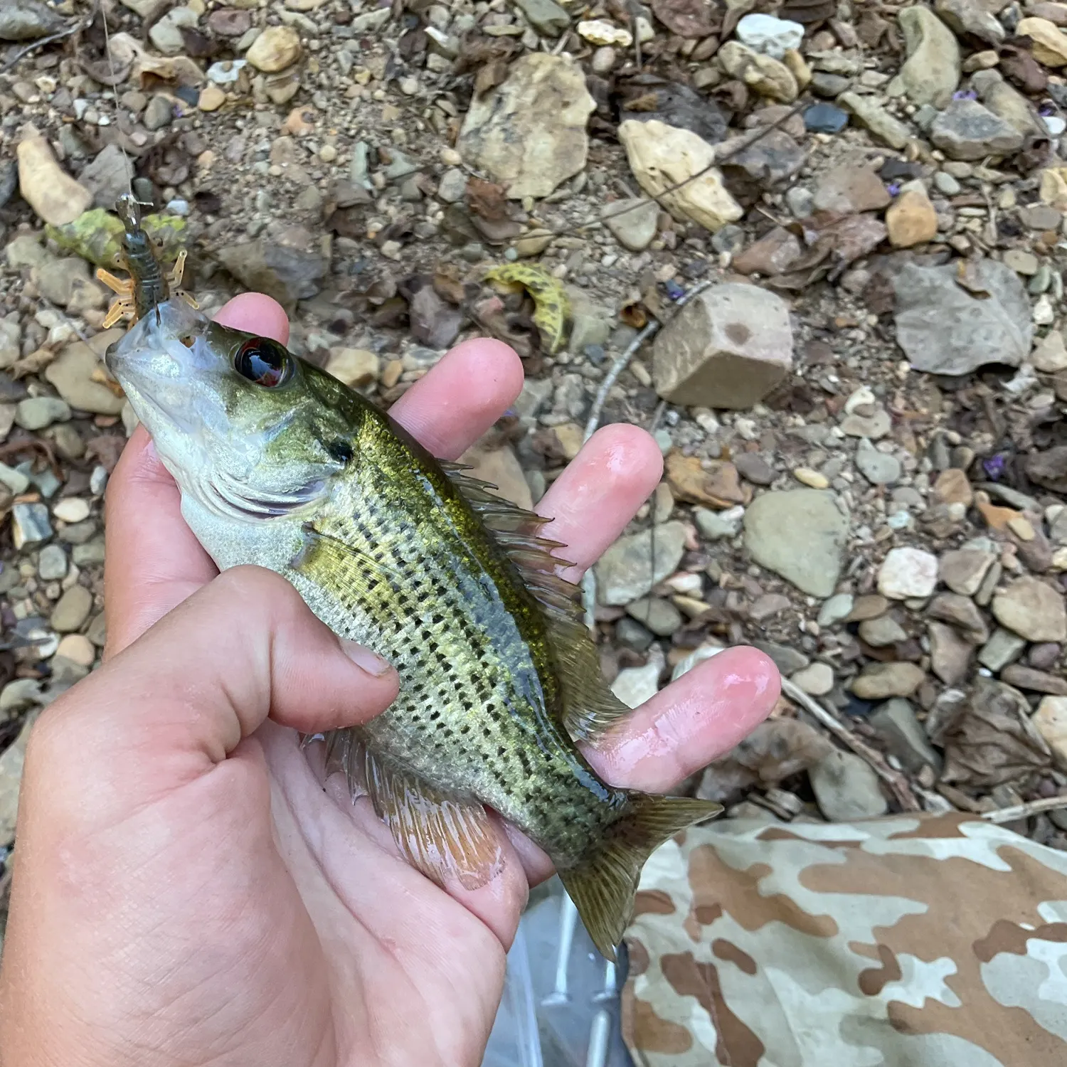 Rock bass caught on Fishbrain