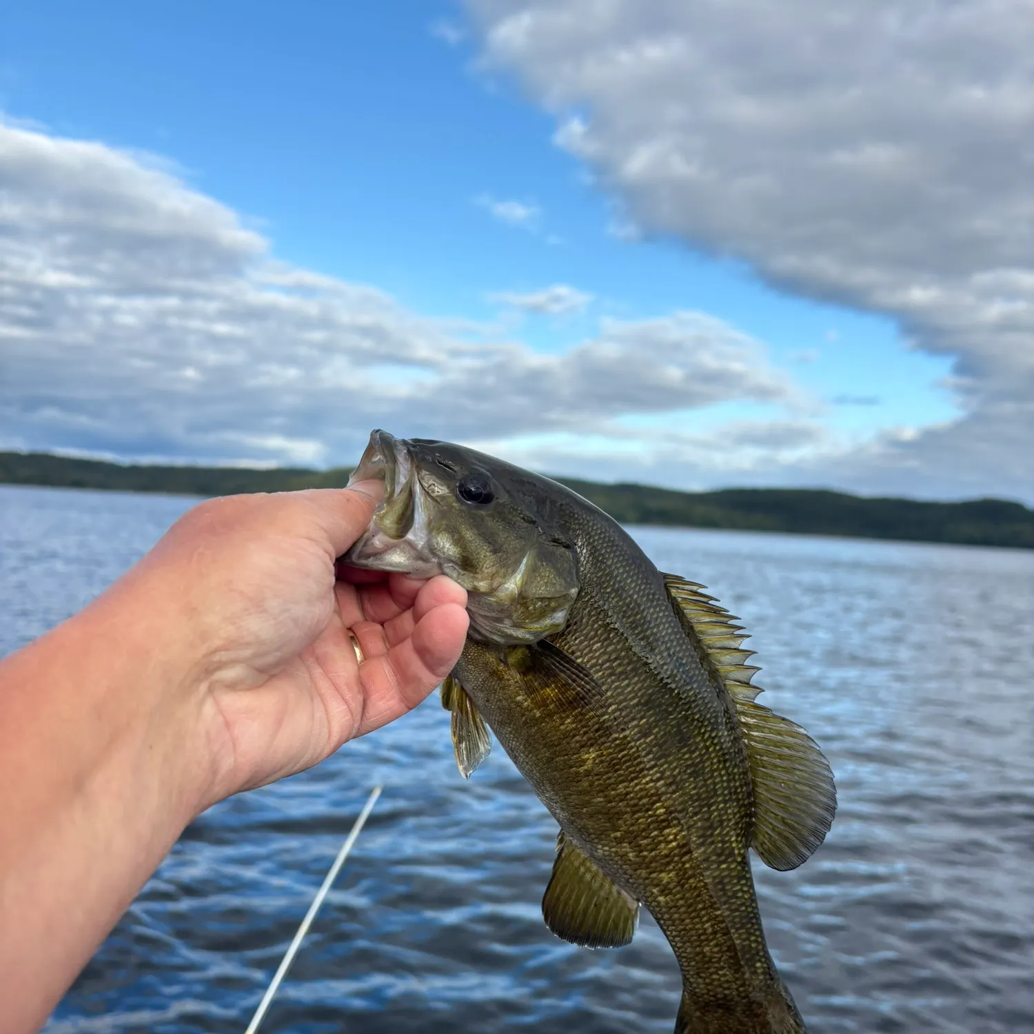 Smallmouth bass caught on Fishbrain