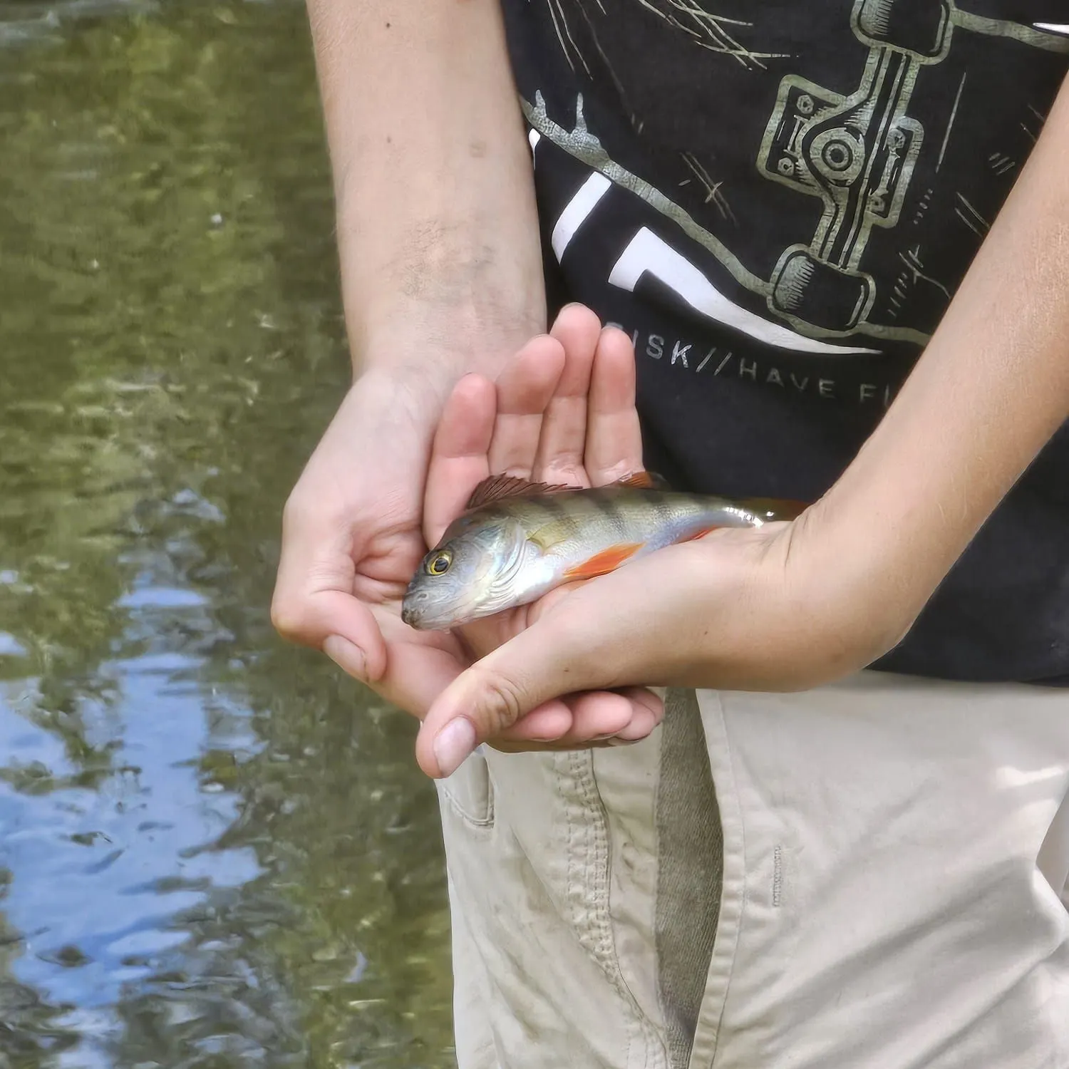 European perch caught on Fishbrain