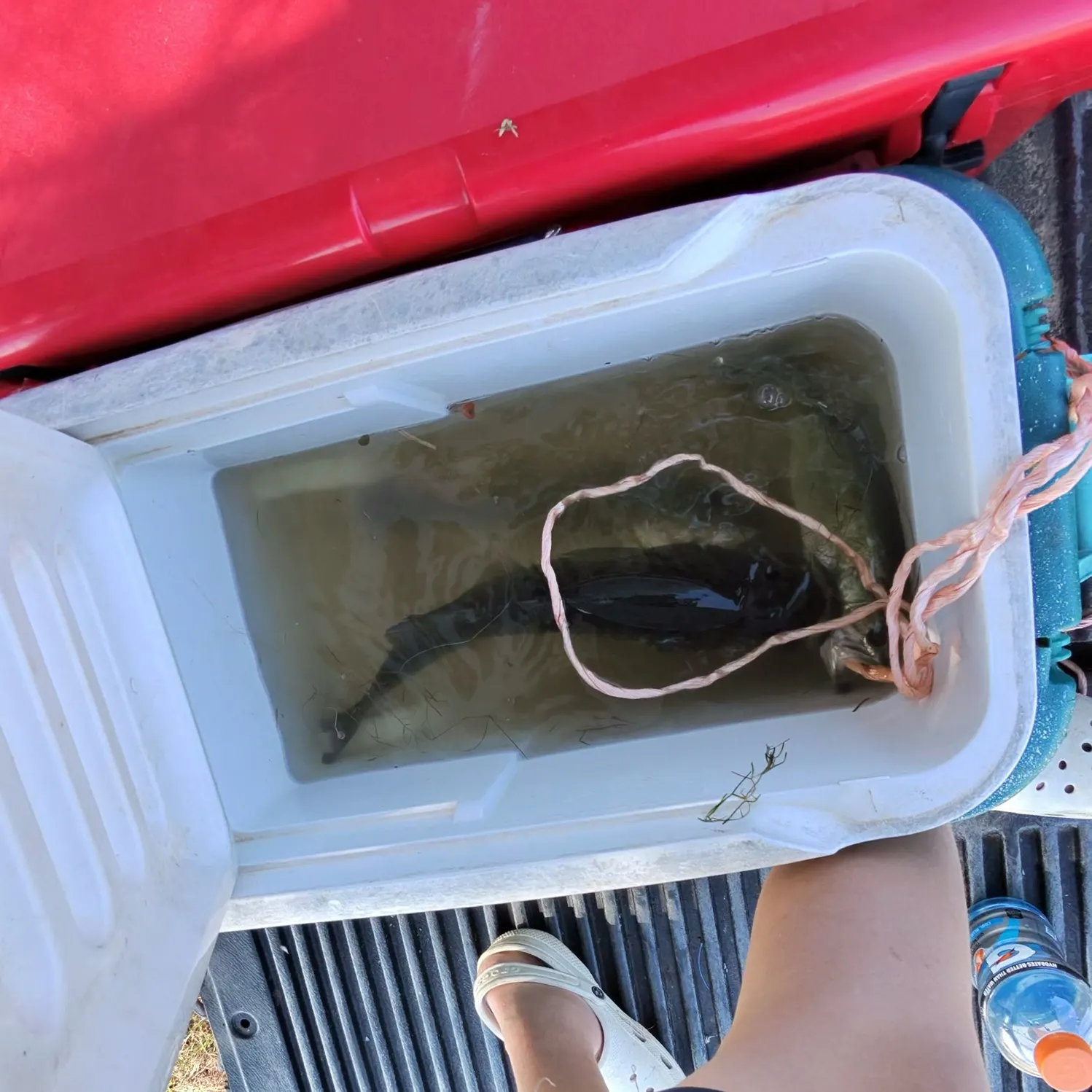 The most recent Wels catfish catches on Fishbrain