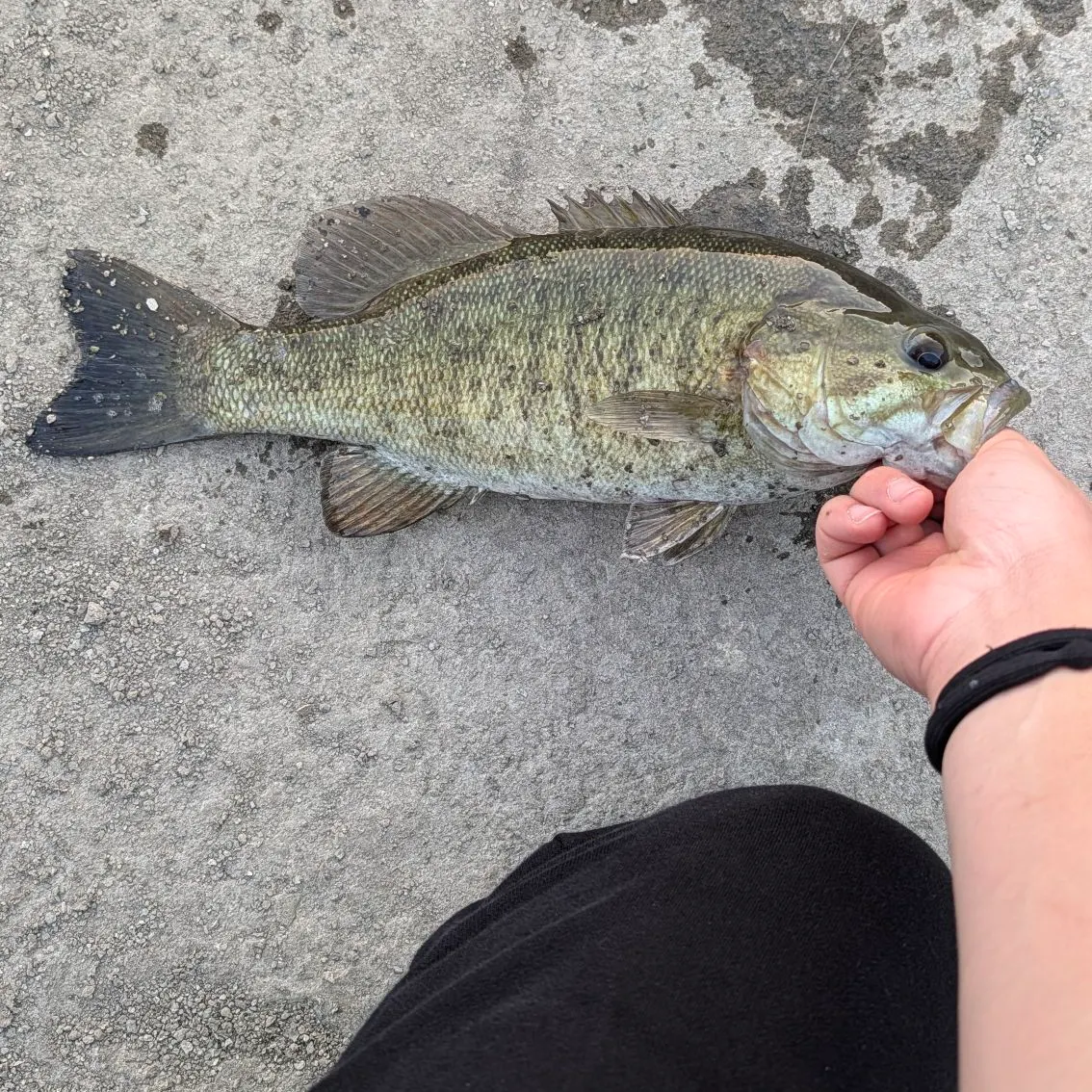 Smallmouth bass caught on Fishbrain