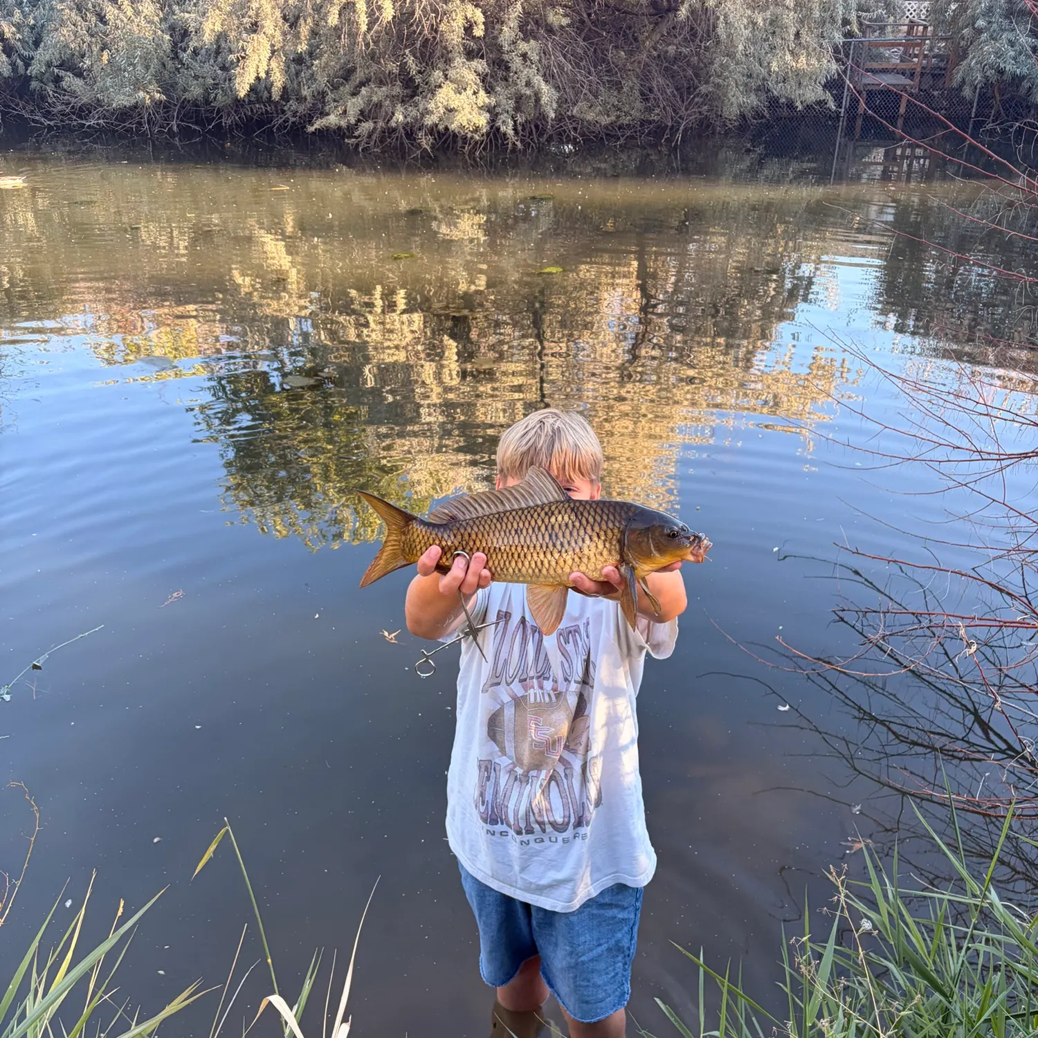 Common carp caught on Fishbrain