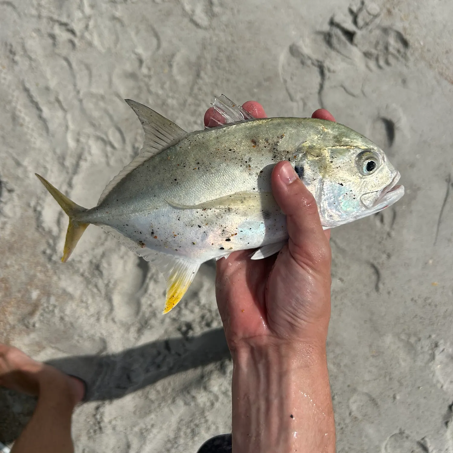 The most recent Crevalle jack catches on Fishbrain