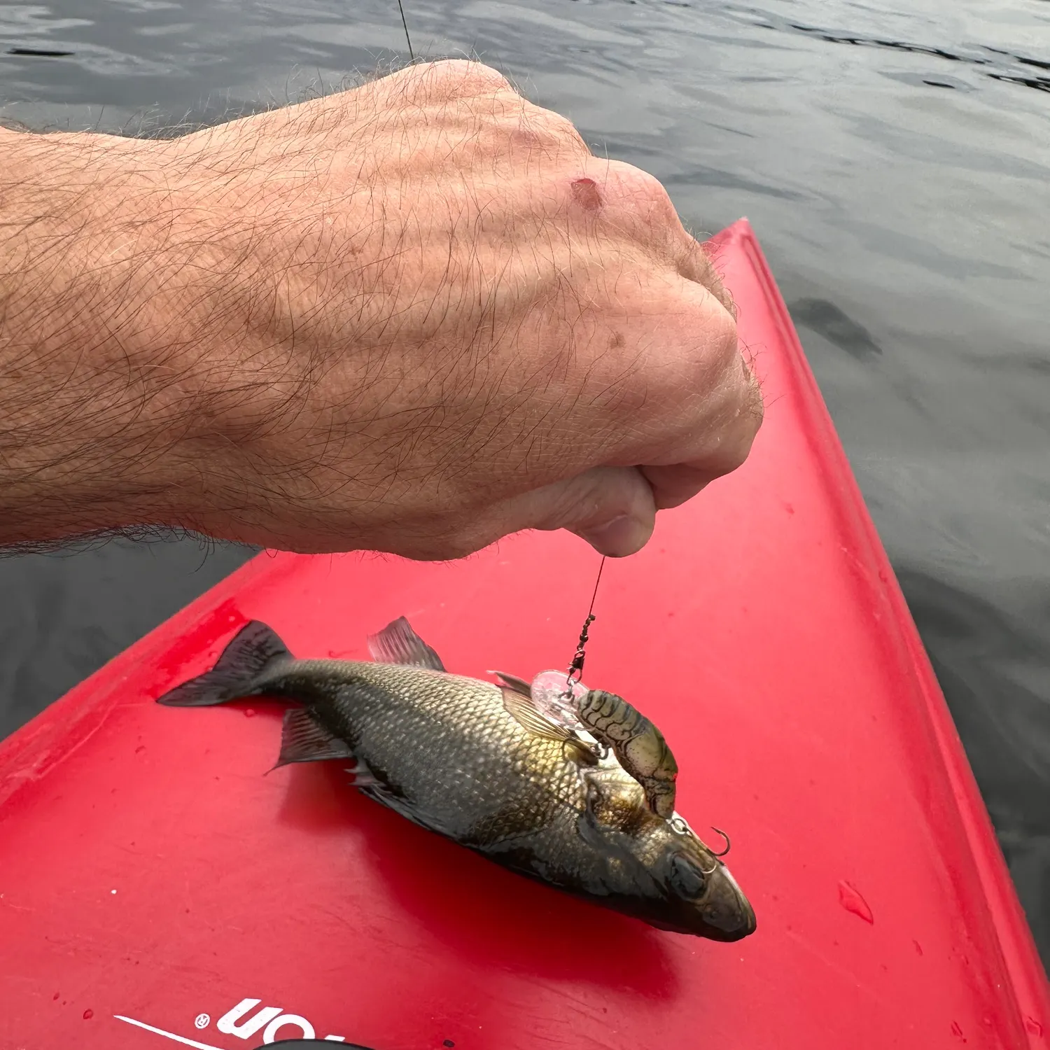 White perch caught on Fishbrain