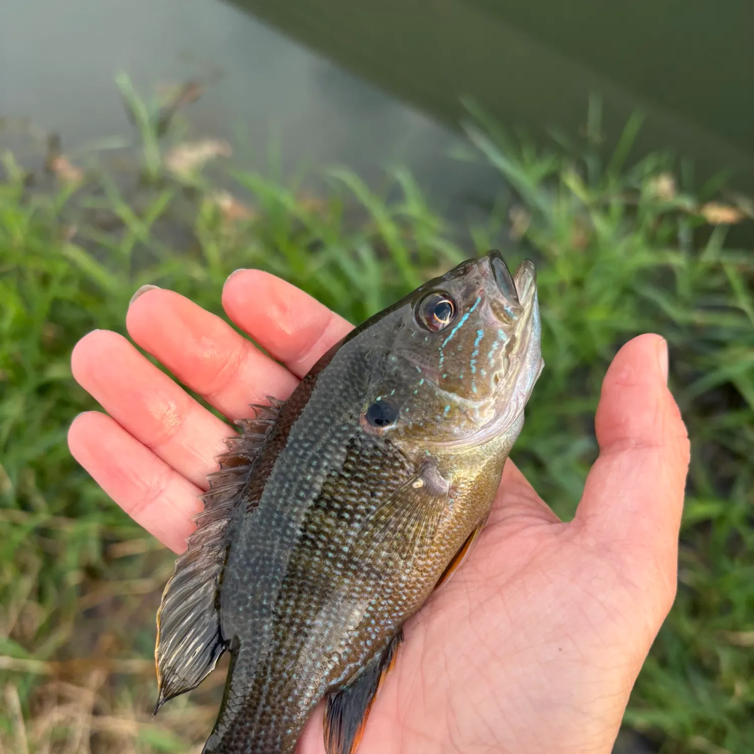 Green sunfish caught on Fishbrain