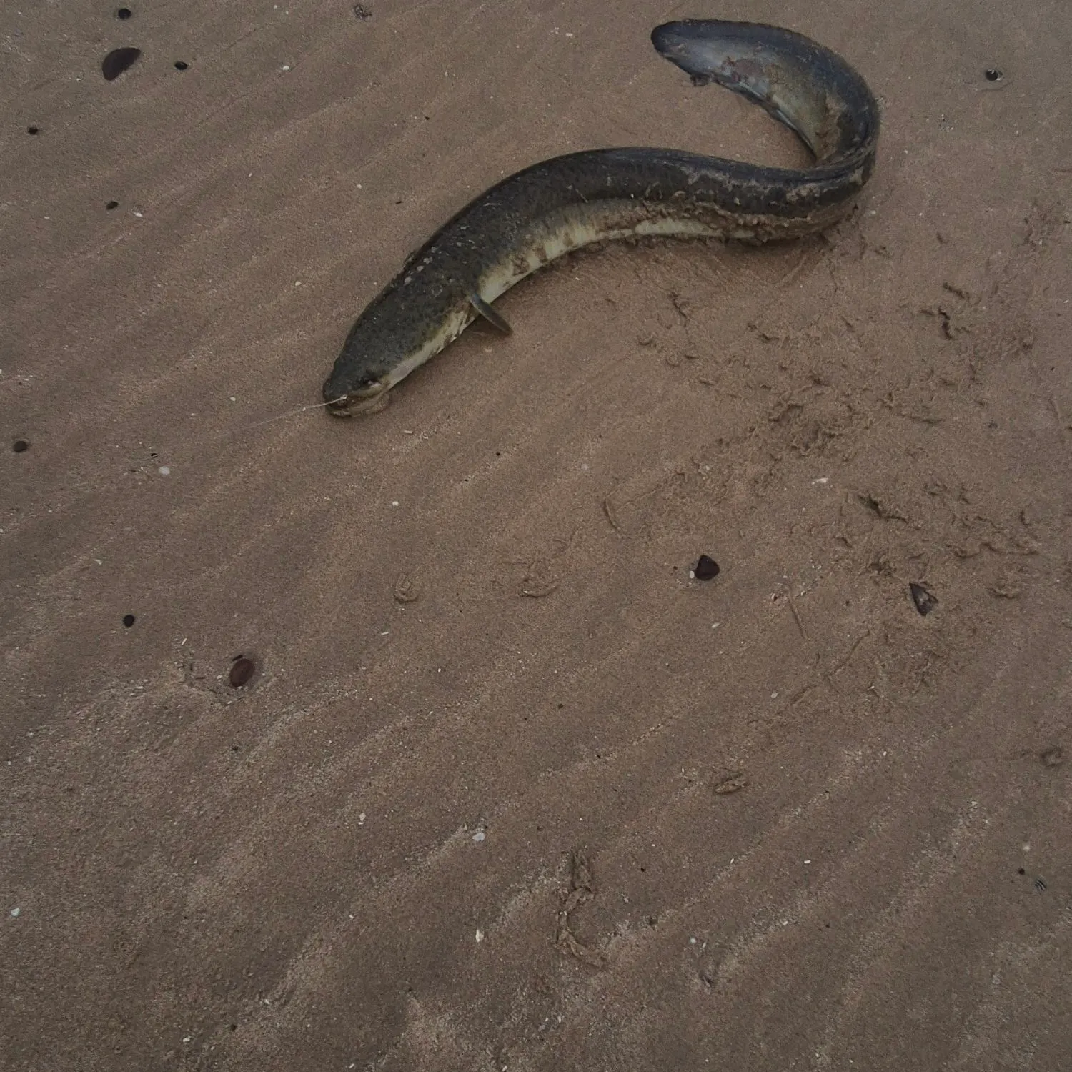 Speckled longfin eel caught on Fishbrain