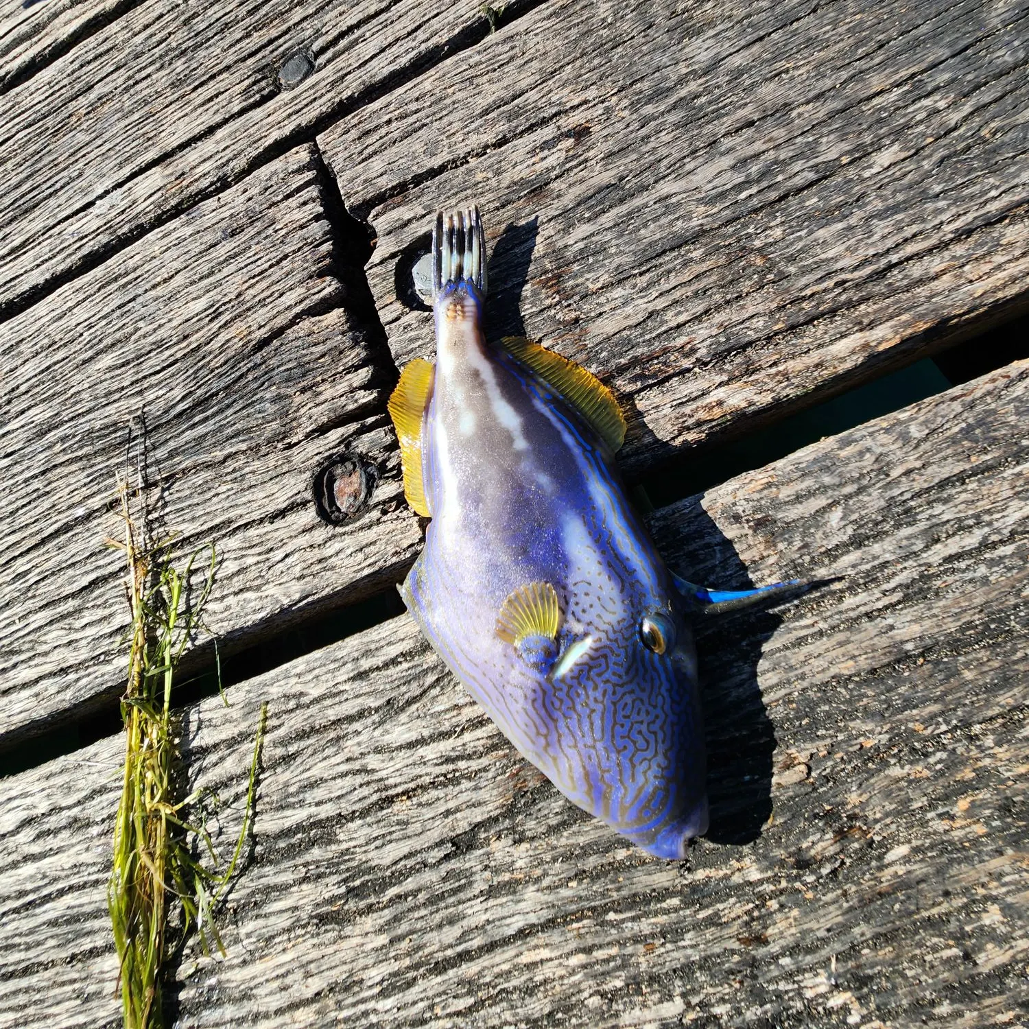 The most recent Black reef leatherjacket catches on Fishbrain