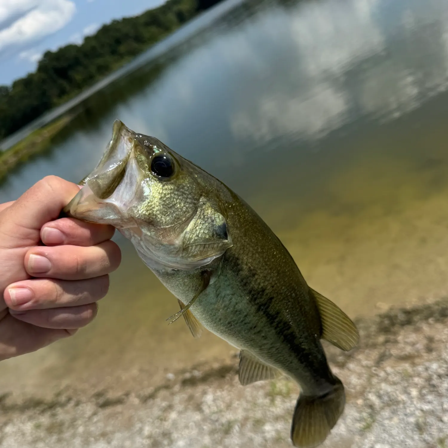 Largemouth bass caught on Fishbrain