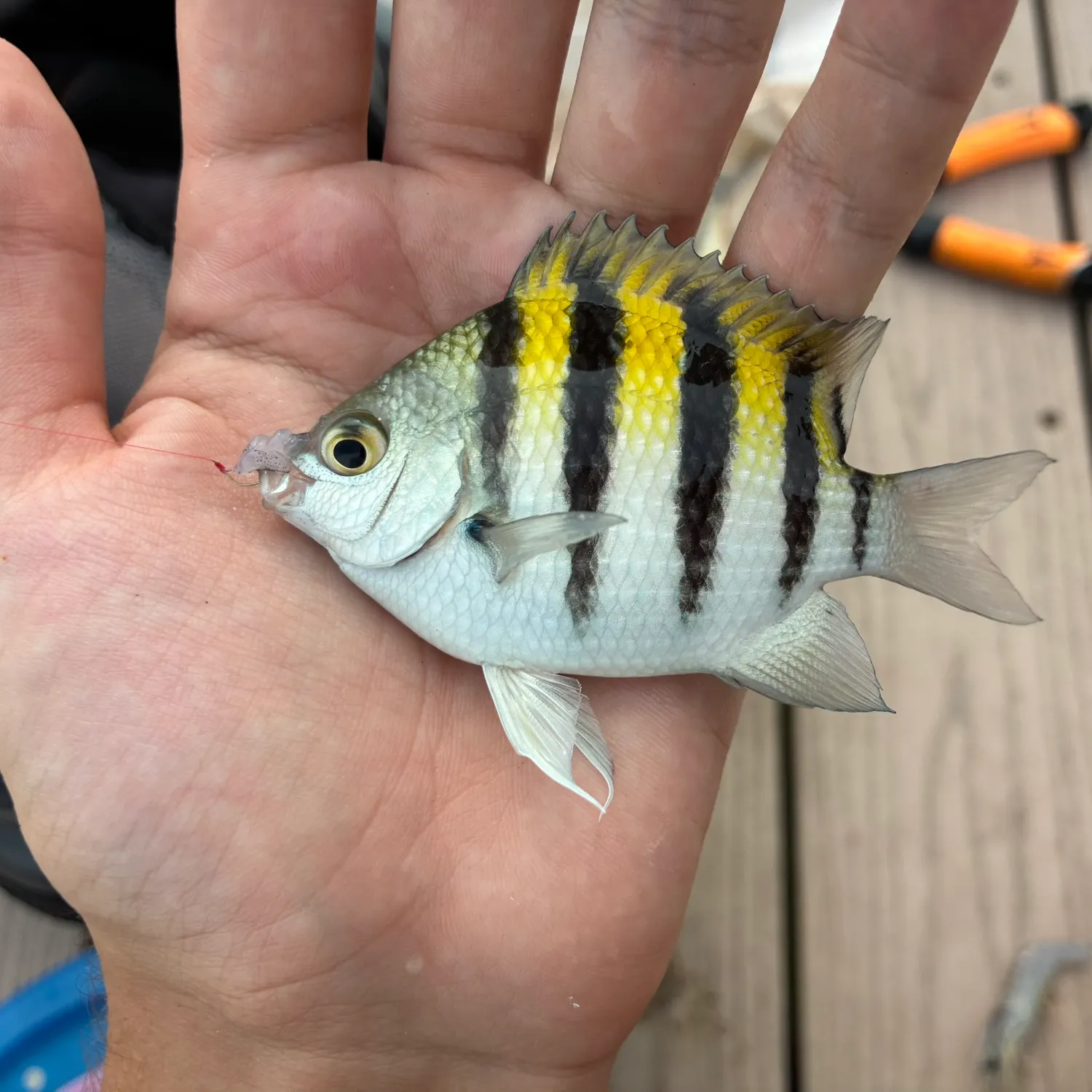 The most recent Sergeant-major catches on Fishbrain
