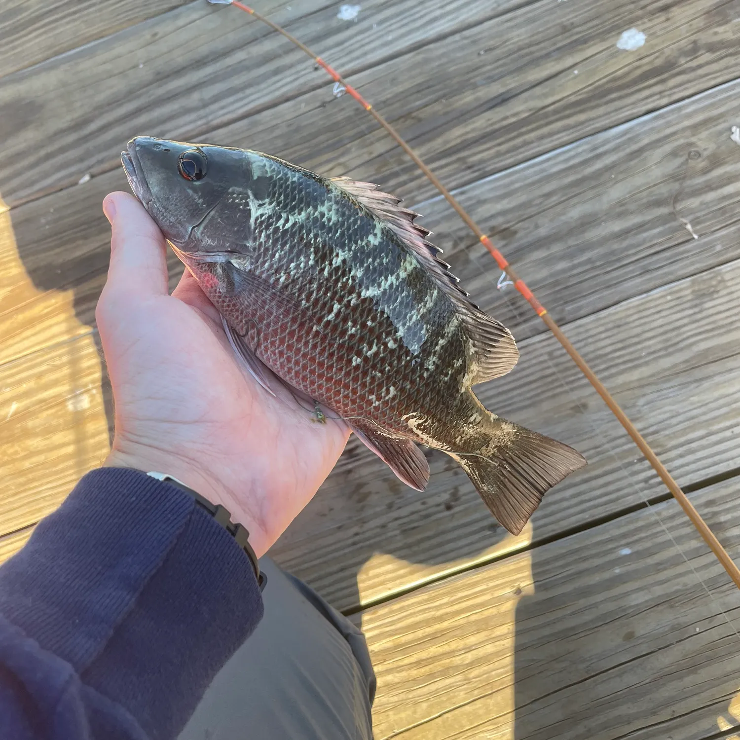 Mangrove snapper caught on Fishbrain