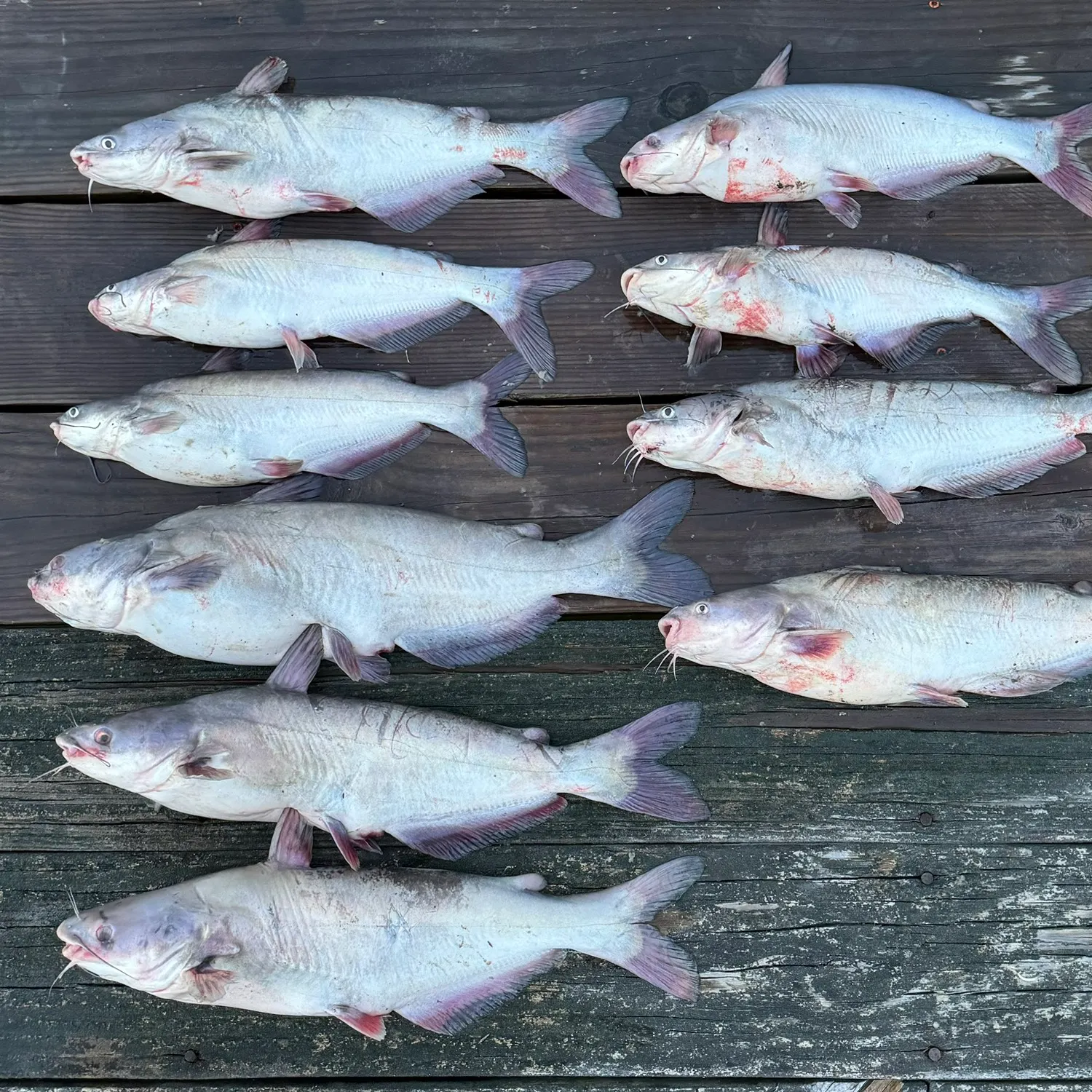 recently logged catches