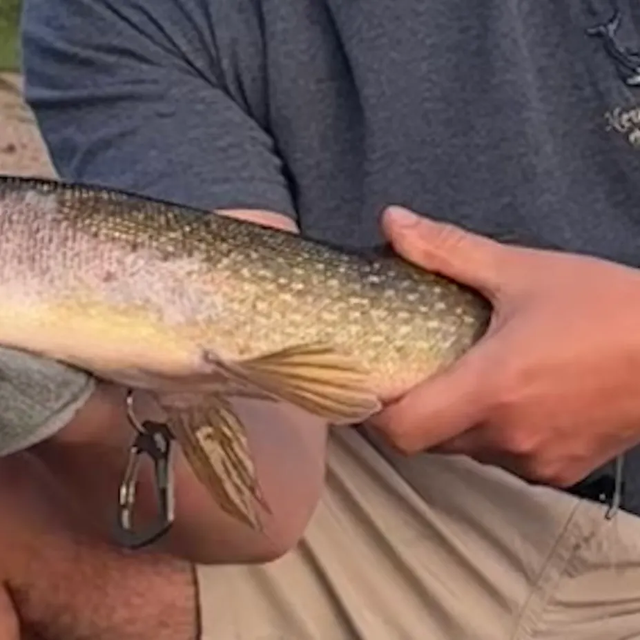 Northern pike caught on Fishbrain