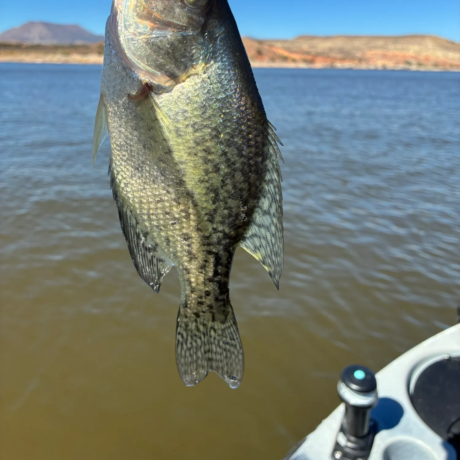 Black crappie caught on Fishbrain
