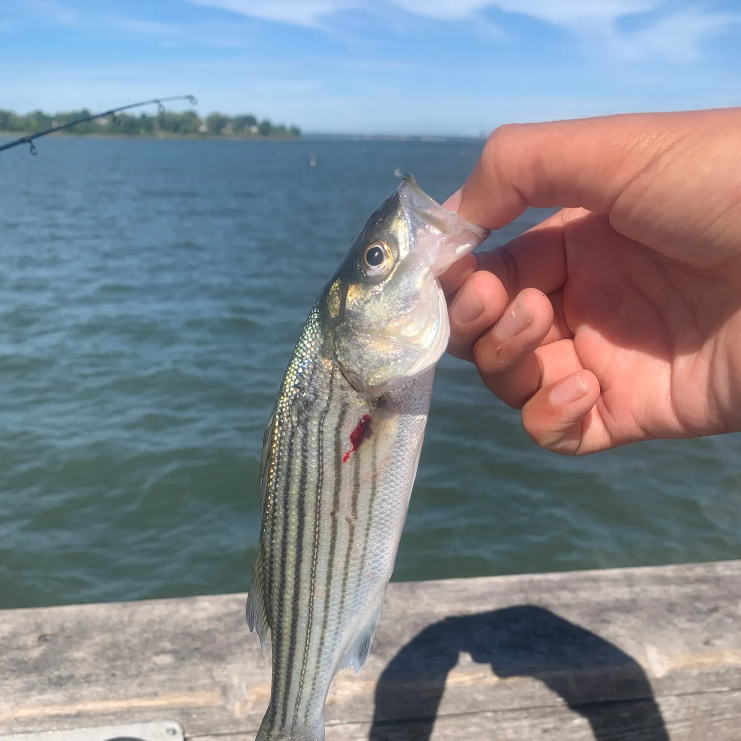 Striped bass caught on Fishbrain