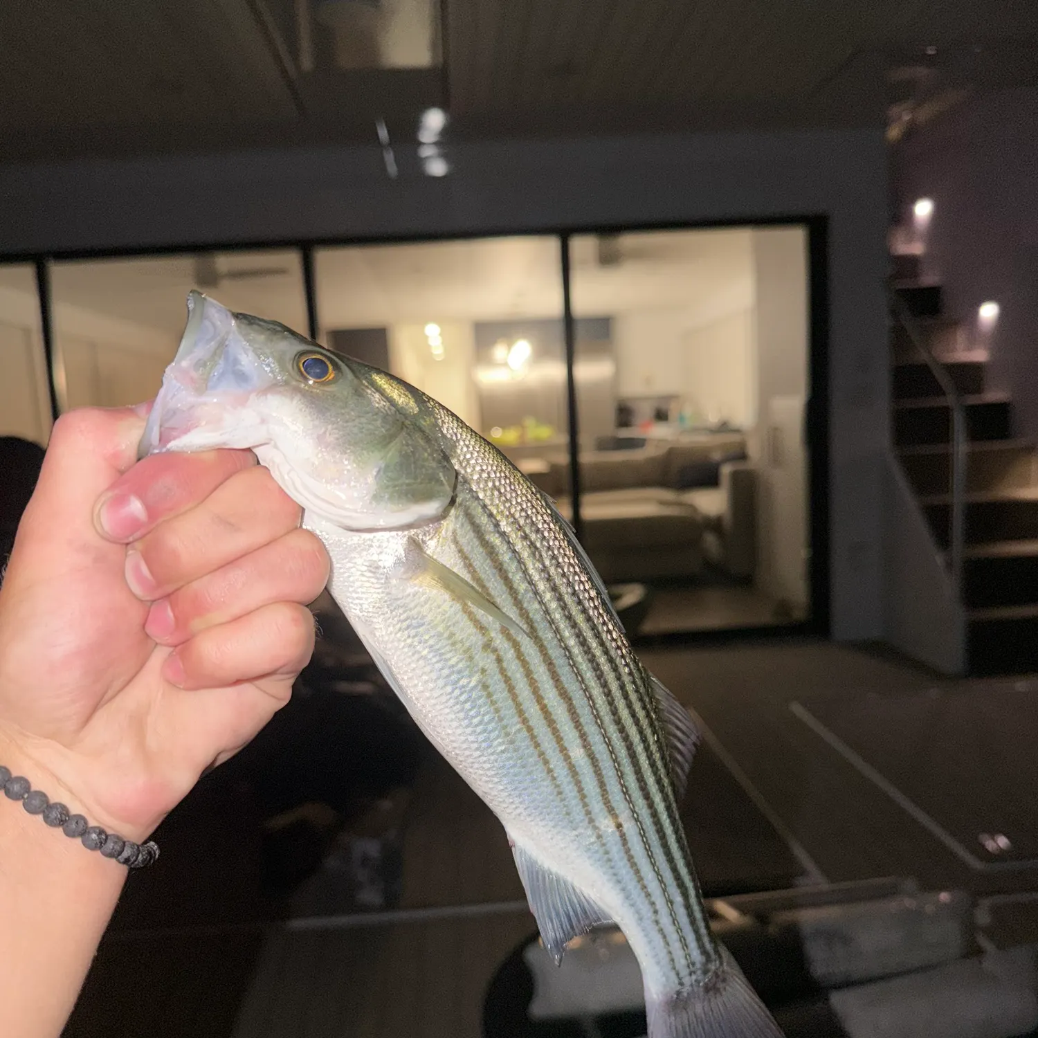 Fish caught on Fishbrain