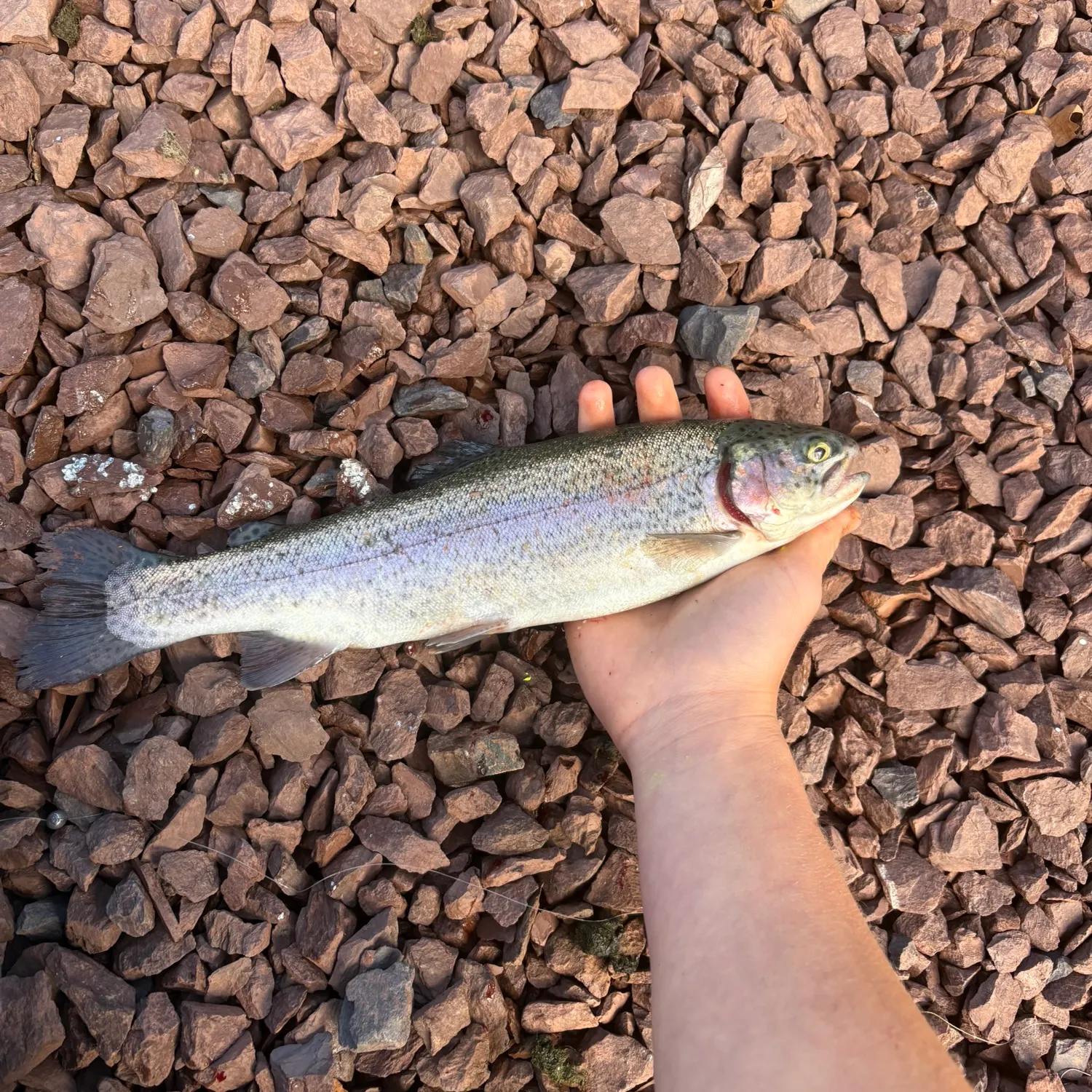 Rainbow trout caught on Fishbrain