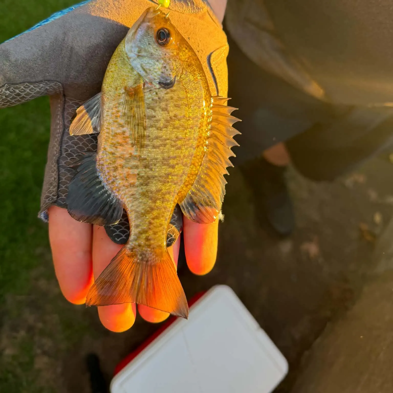 Bluegill caught on Fishbrain
