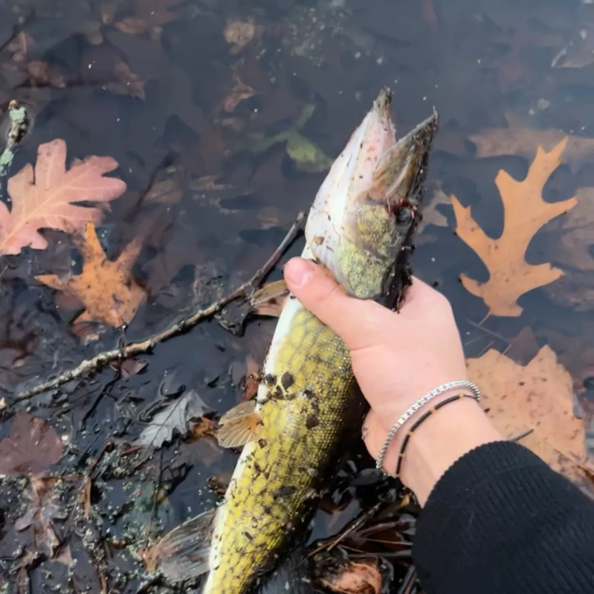 The most recent Chain pickerel catches on Fishbrain