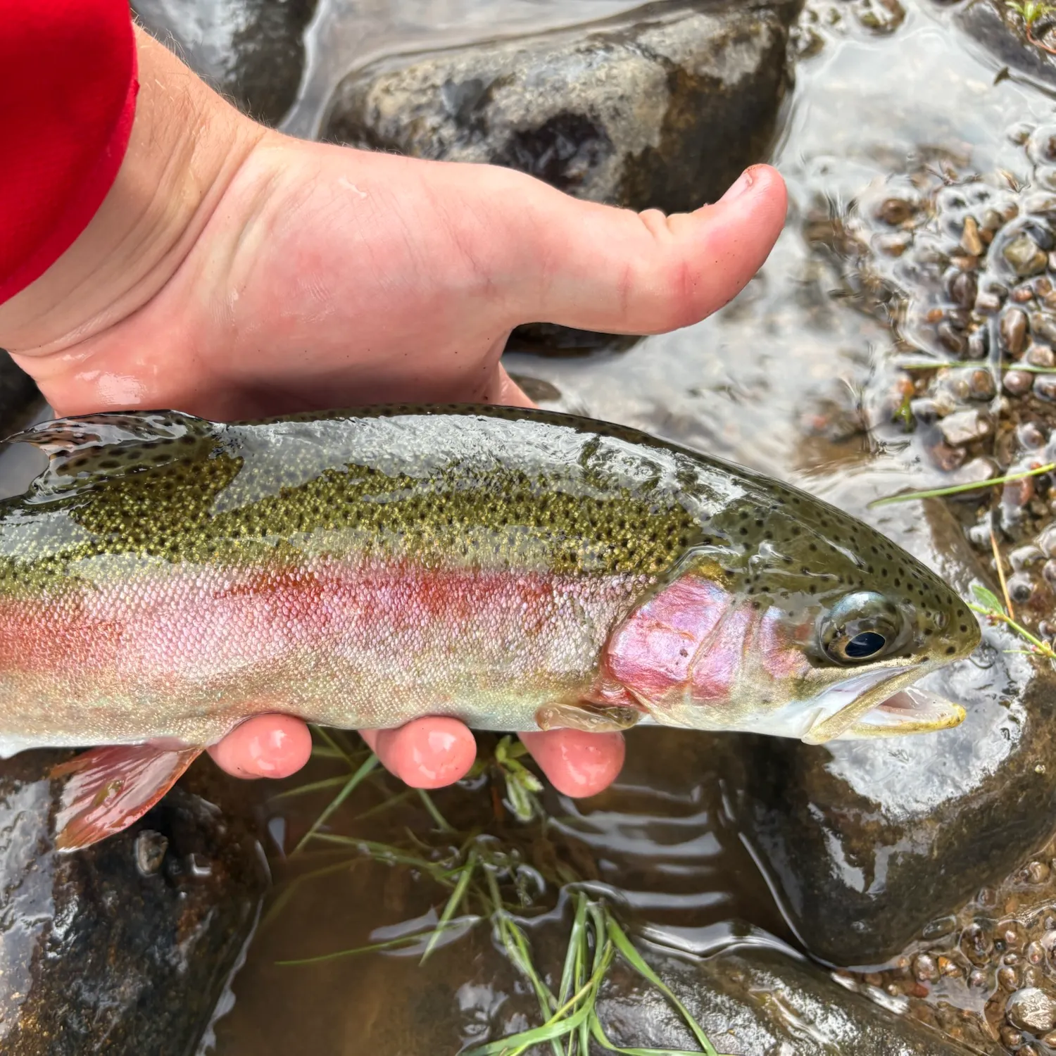 Rainbow trout caught on Fishbrain