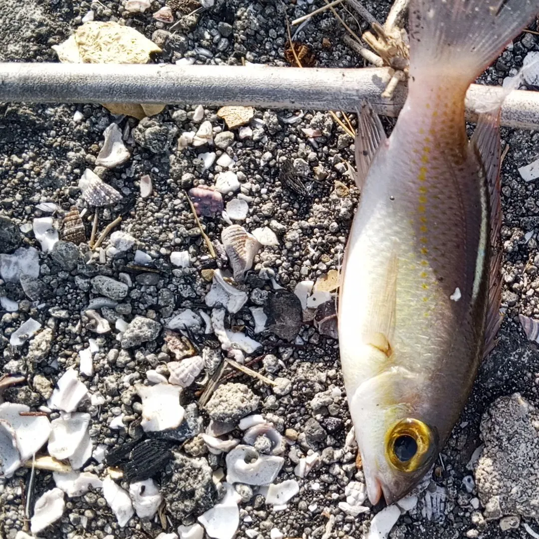 The most recent Saw-jawed monocle bream catches on Fishbrain