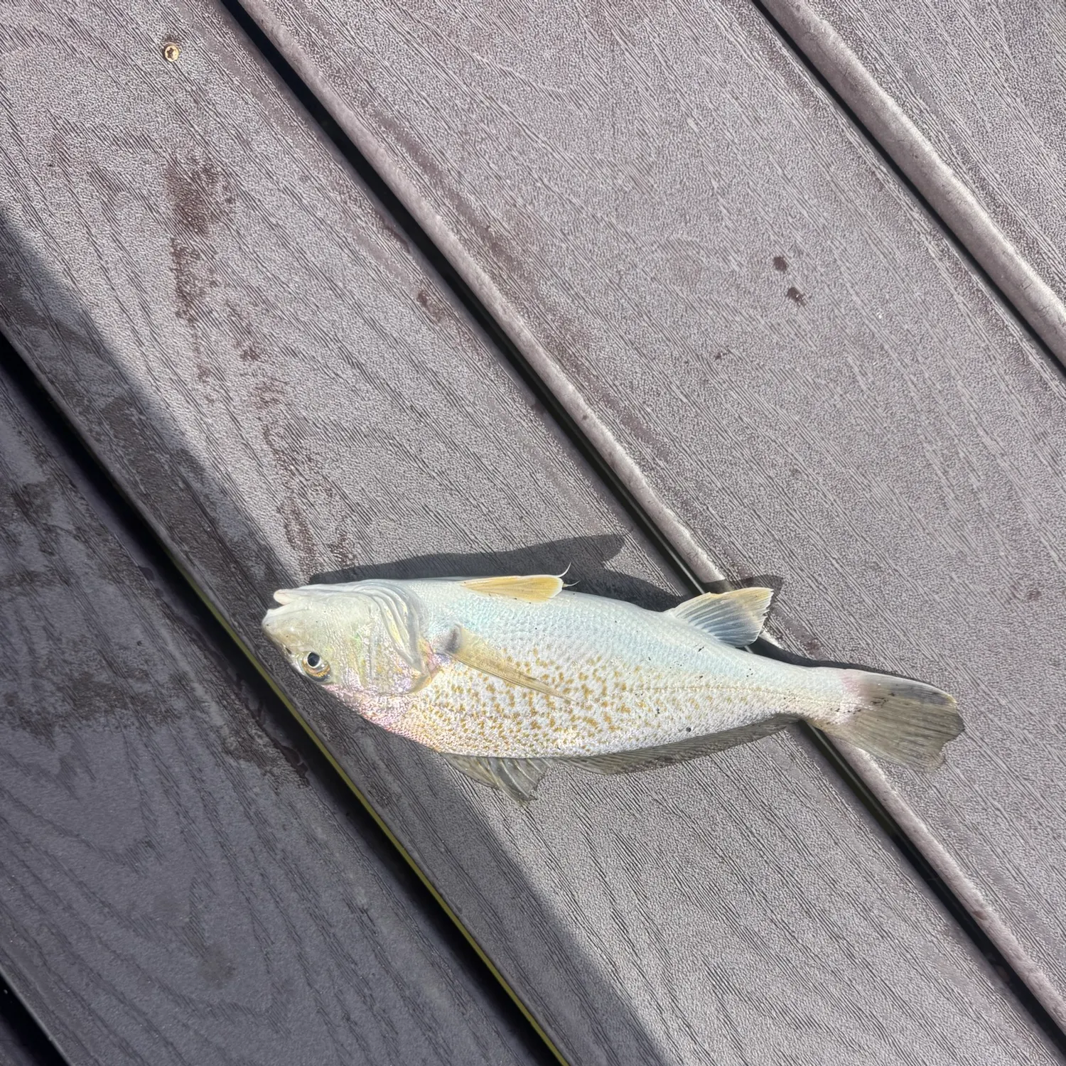 Atlantic croaker caught on Fishbrain