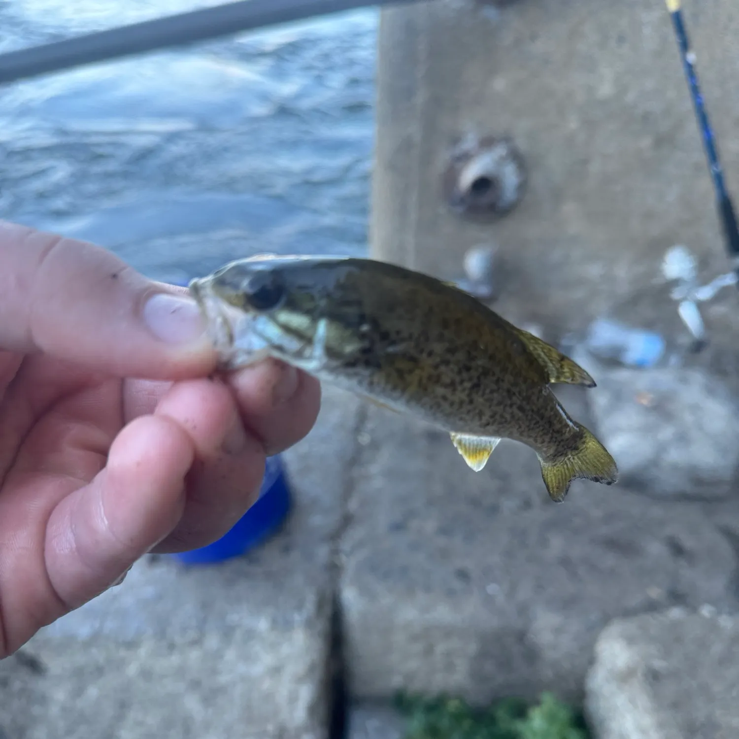 Spotted bass caught on Fishbrain