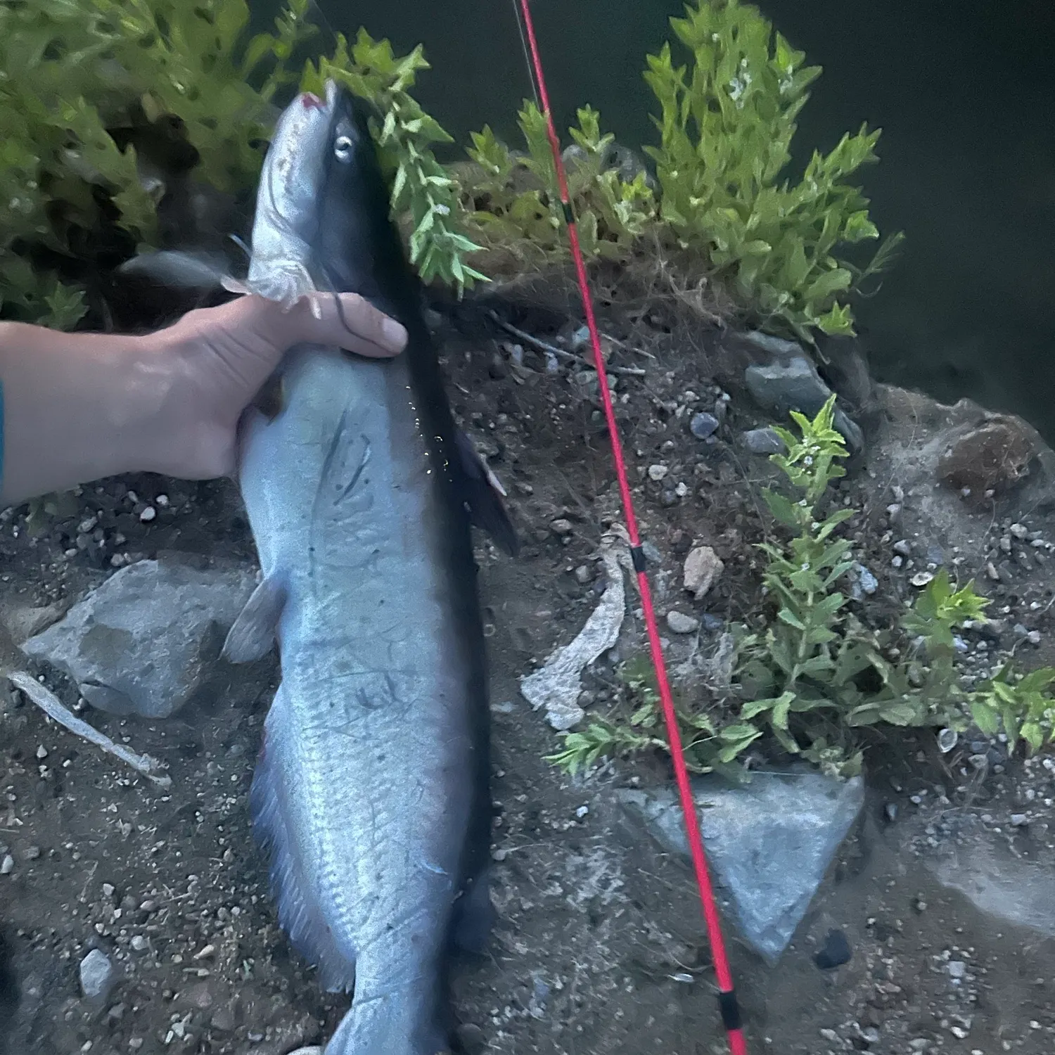 Channel catfish caught on Fishbrain