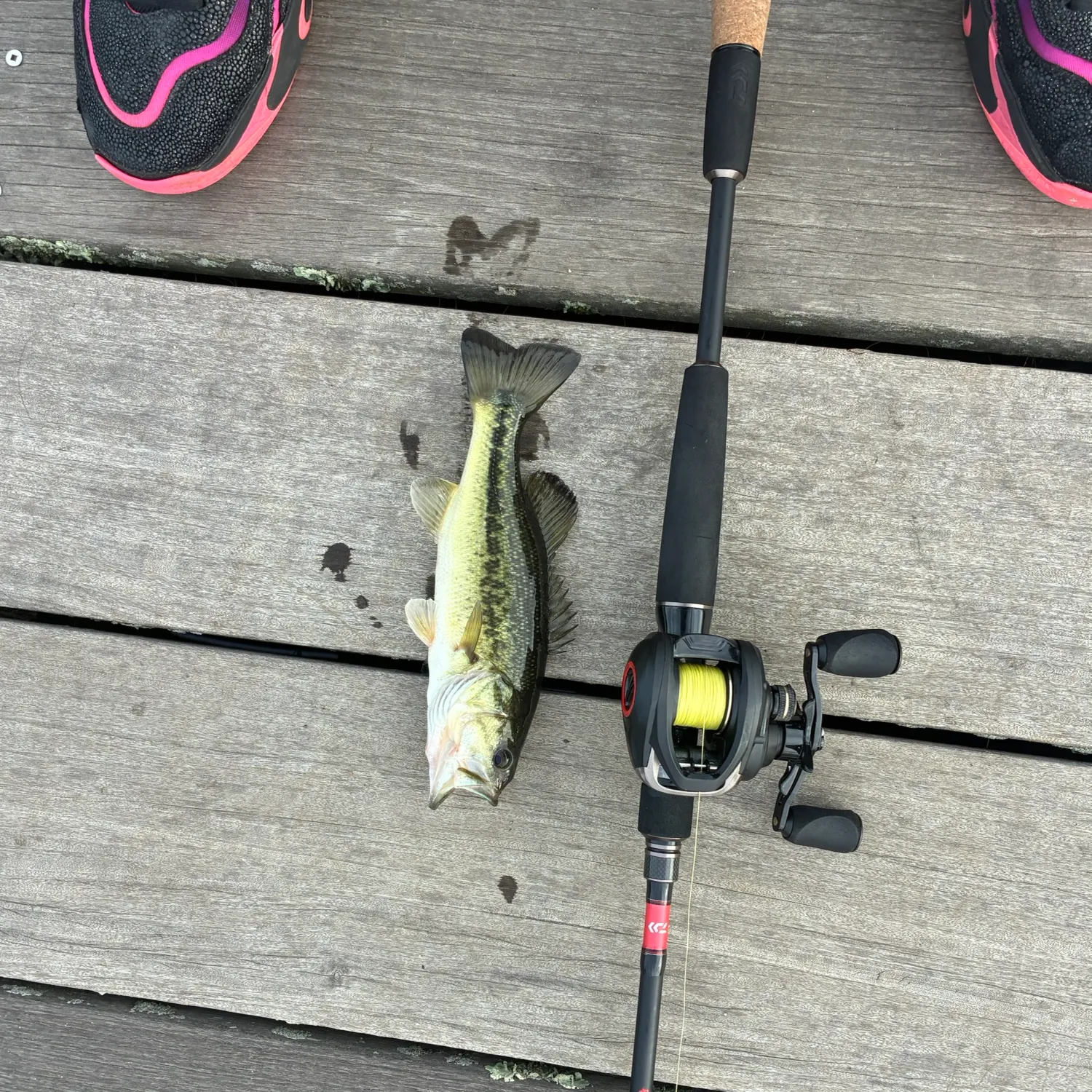 Largemouth bass caught on Fishbrain