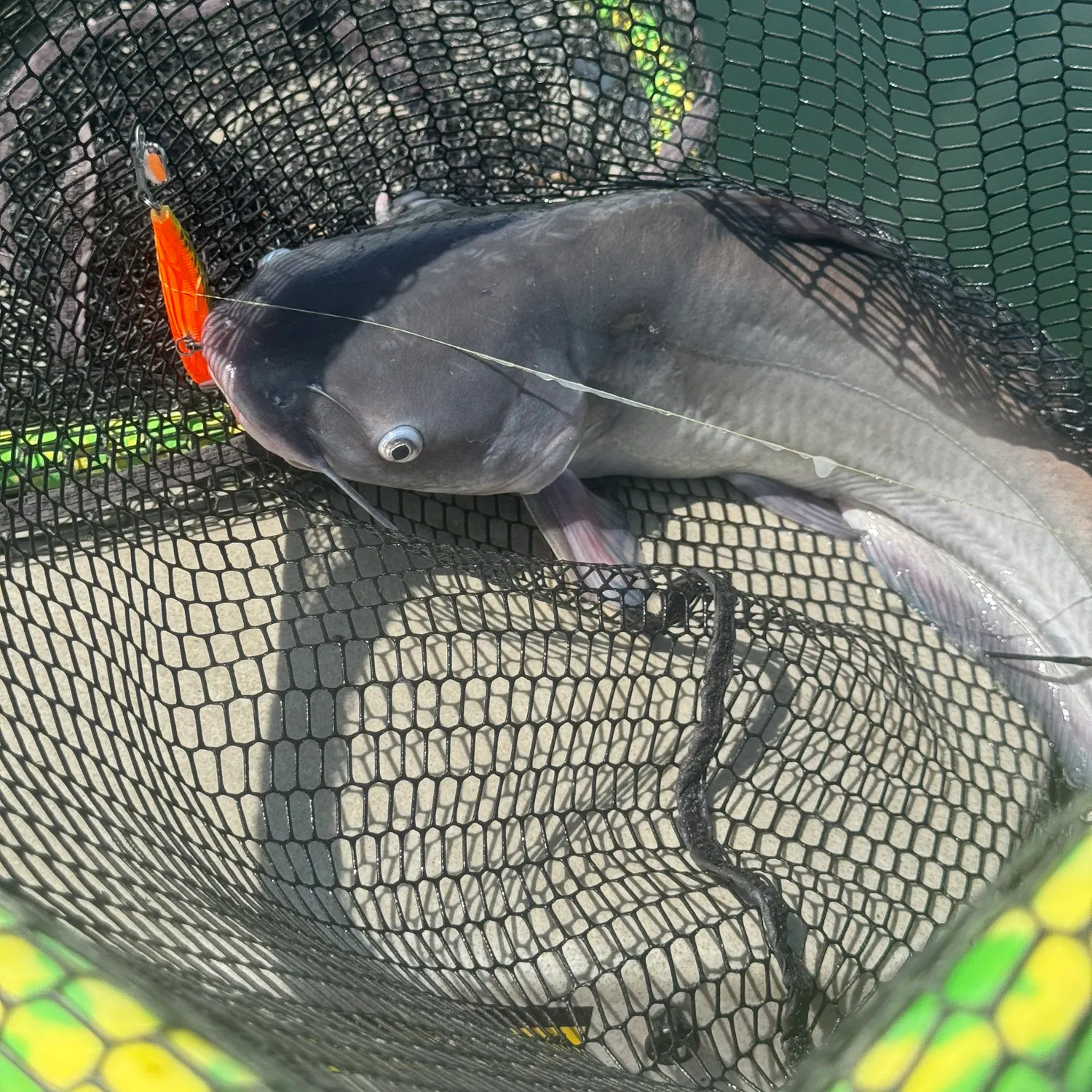 Blue catfish caught on Fishbrain