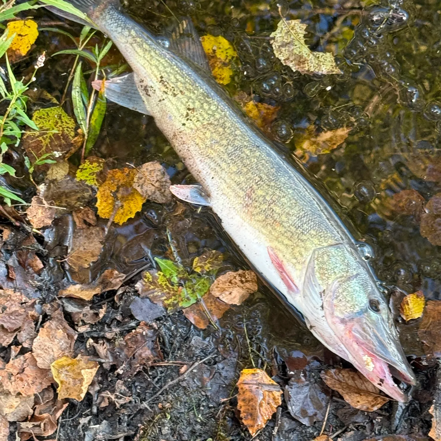 Chain pickerel caught on Fishbrain