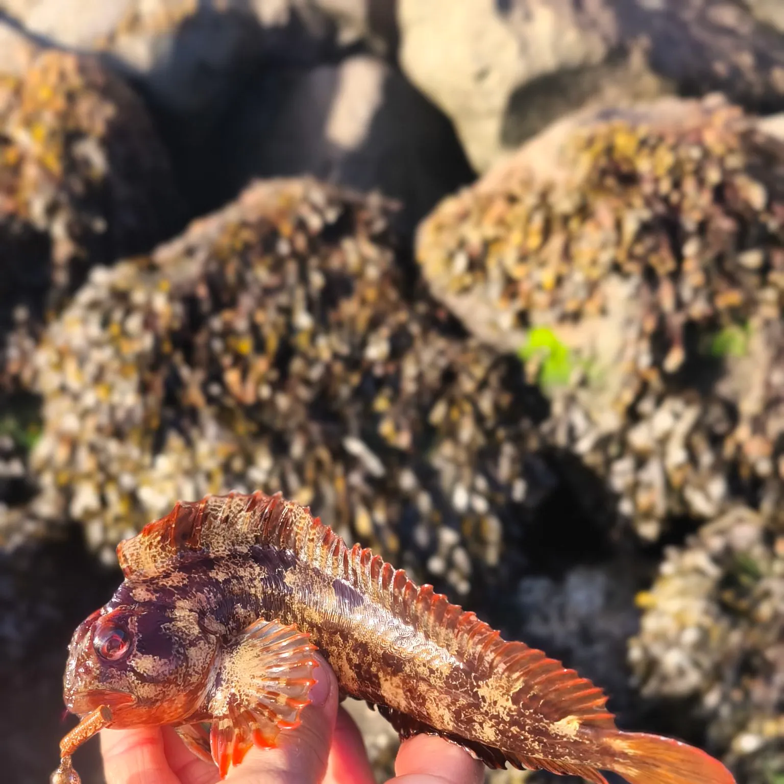 The most recent Tompot blenny catches on Fishbrain