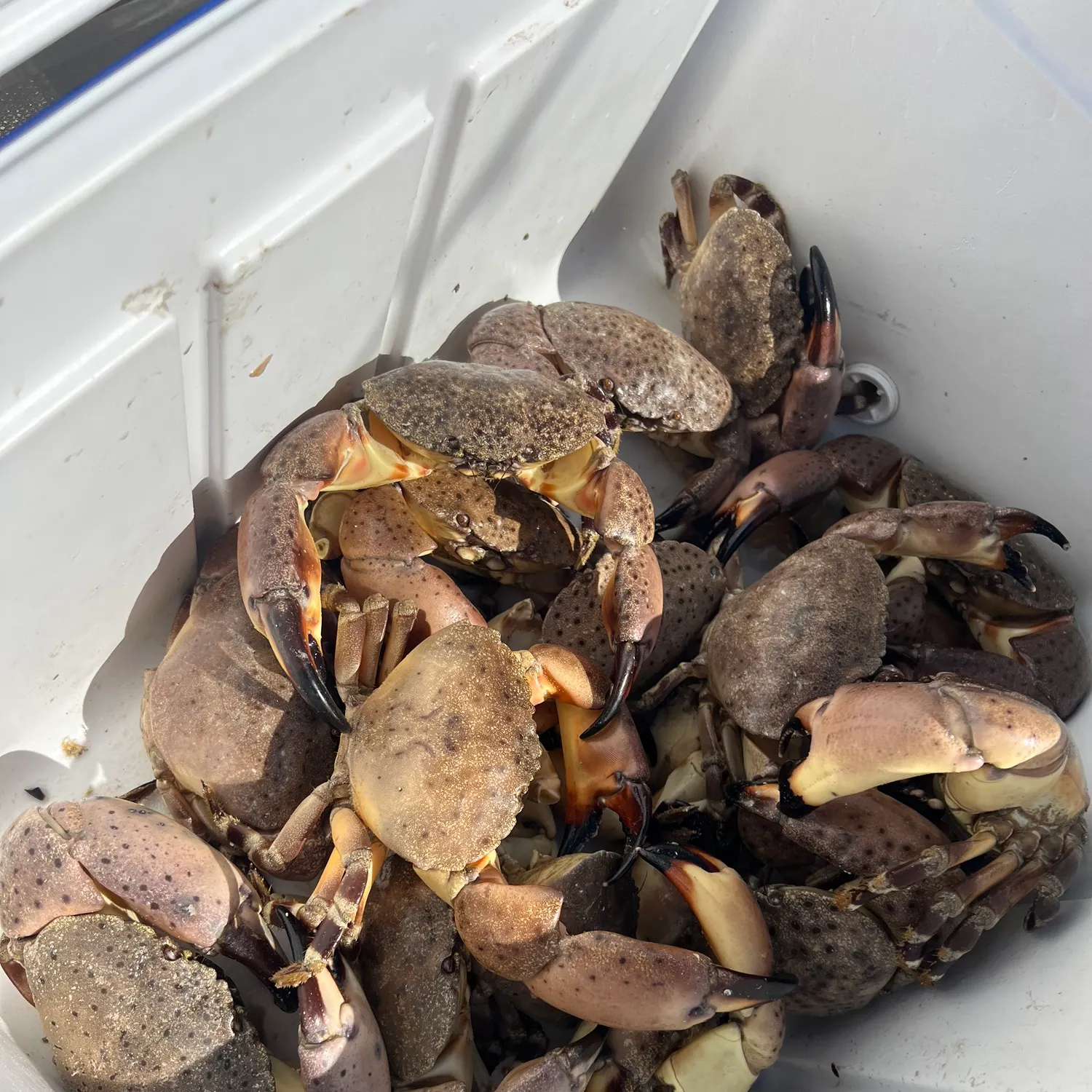 The most recent Florida stone crab catches on Fishbrain