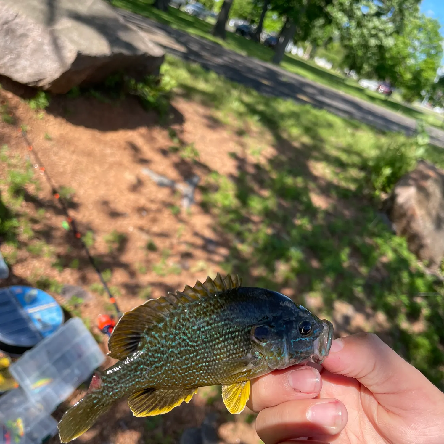catch