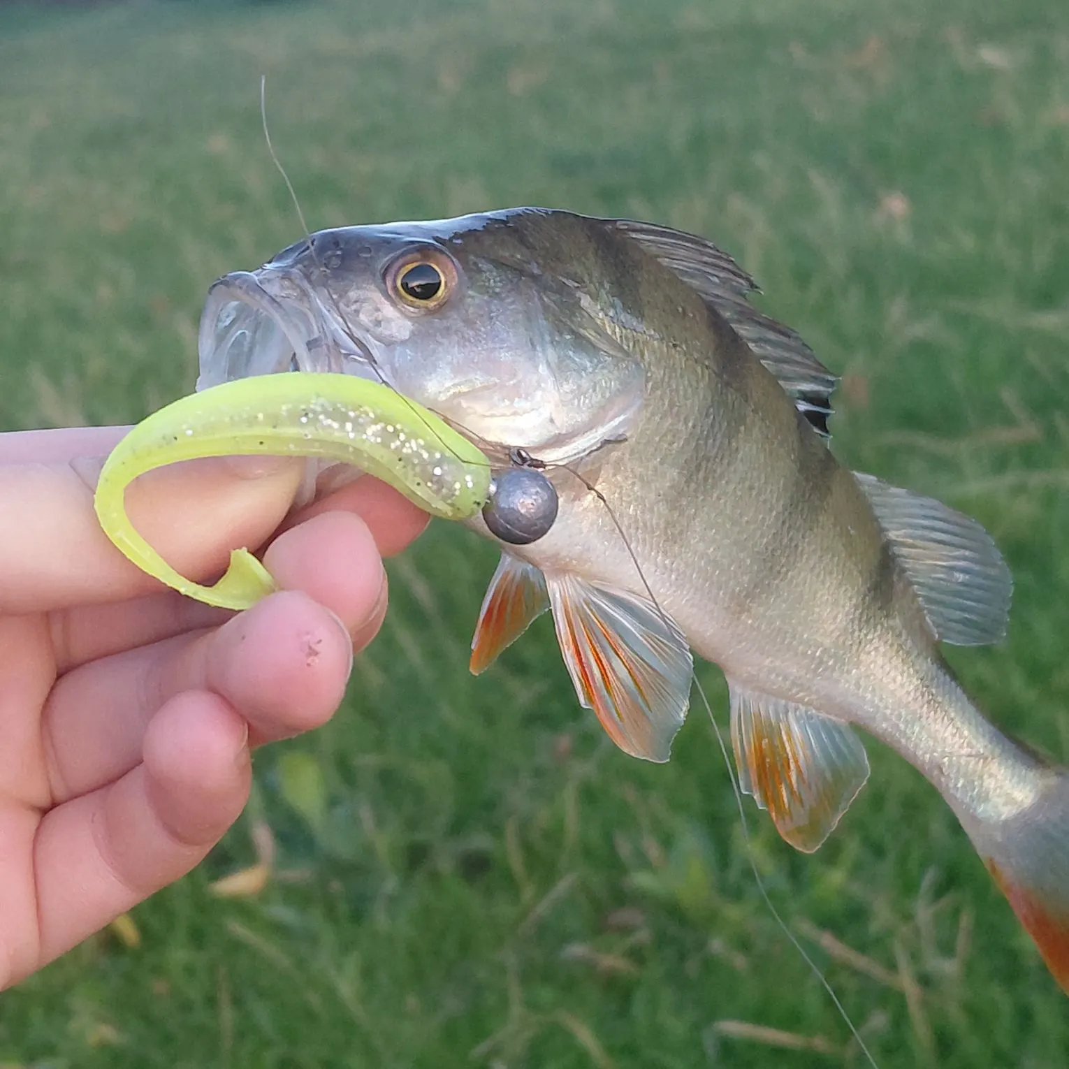 European perch caught on Fishbrain