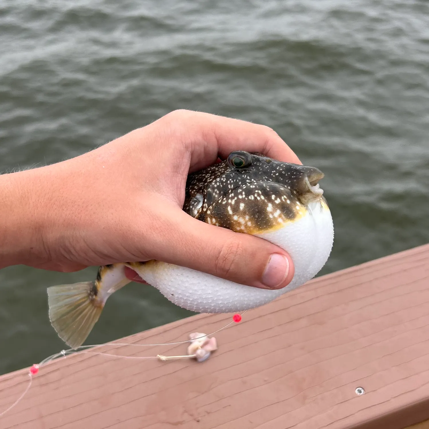 The most recent Southern puffer catches on Fishbrain