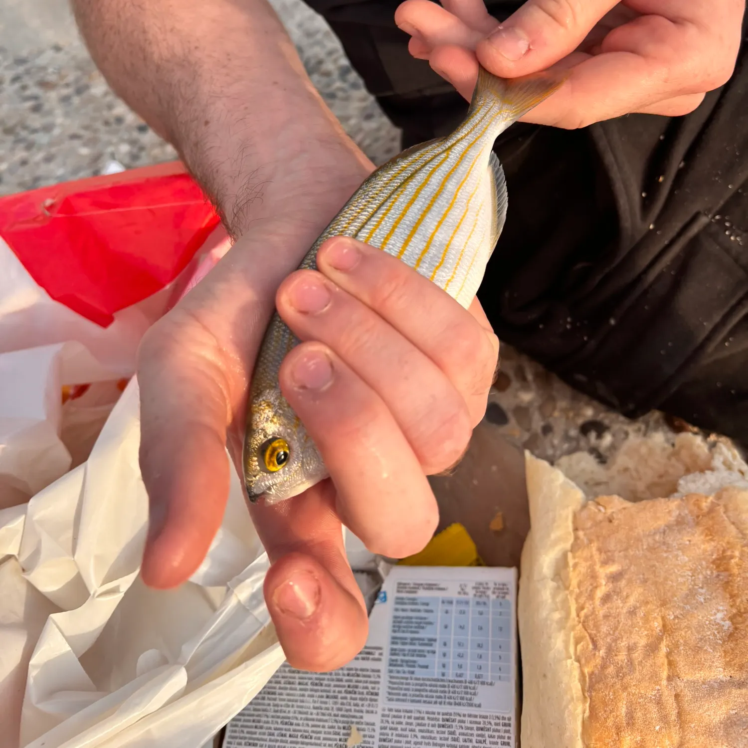 The most recent Salema porgy catches on Fishbrain