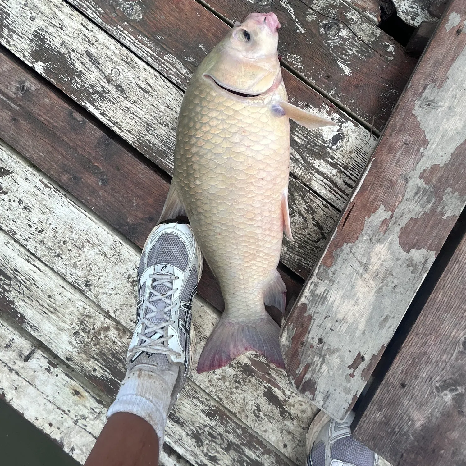 The most recent Black buffalo catches on Fishbrain