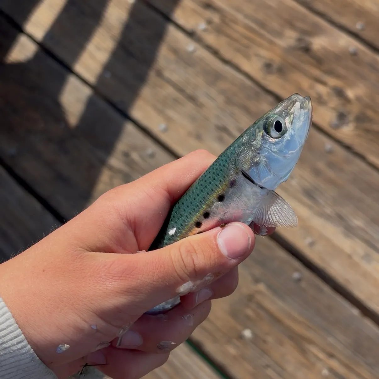 The most recent Pacific sardine catches on Fishbrain