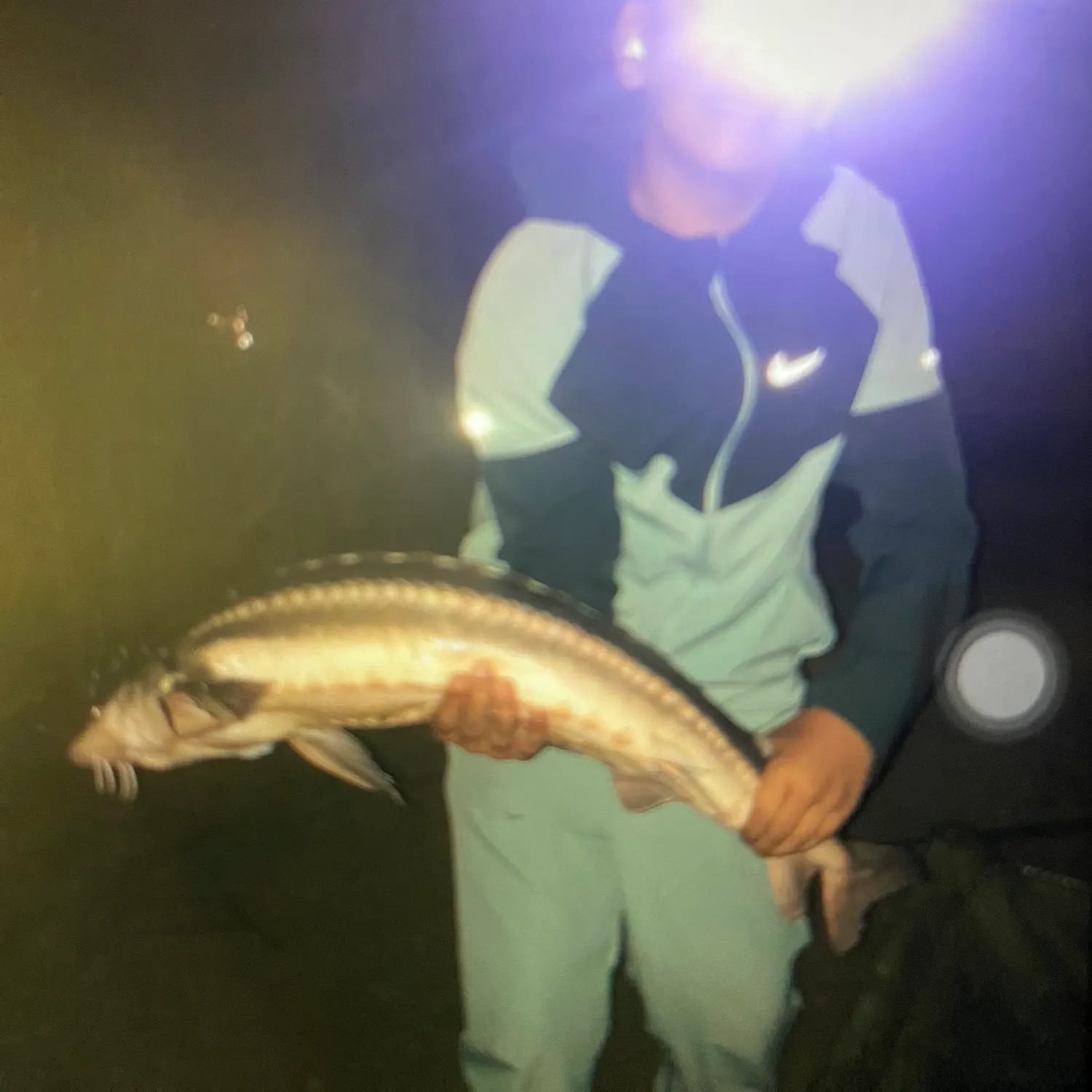 The most recent Shortnose sturgeon catches on Fishbrain