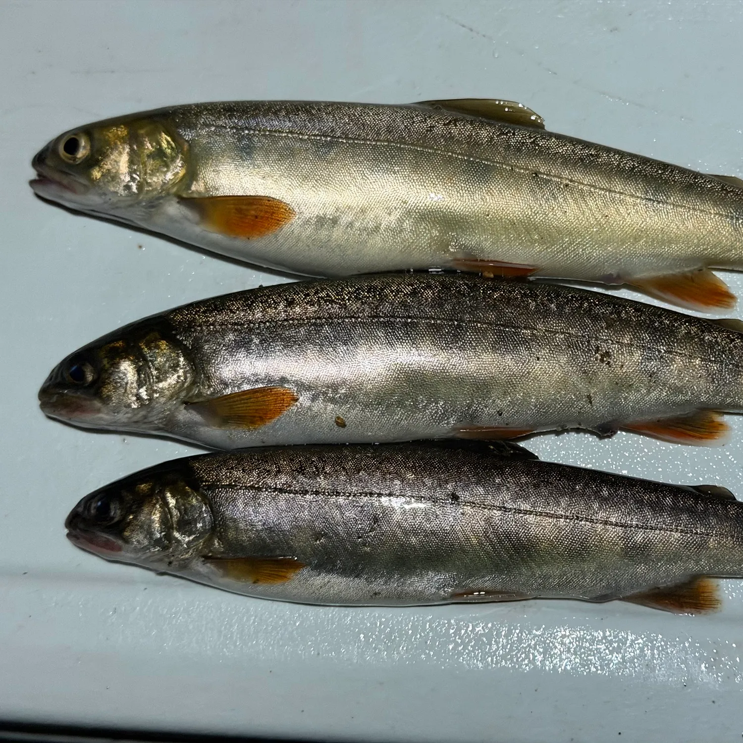The most recent Dolly varden catches on Fishbrain