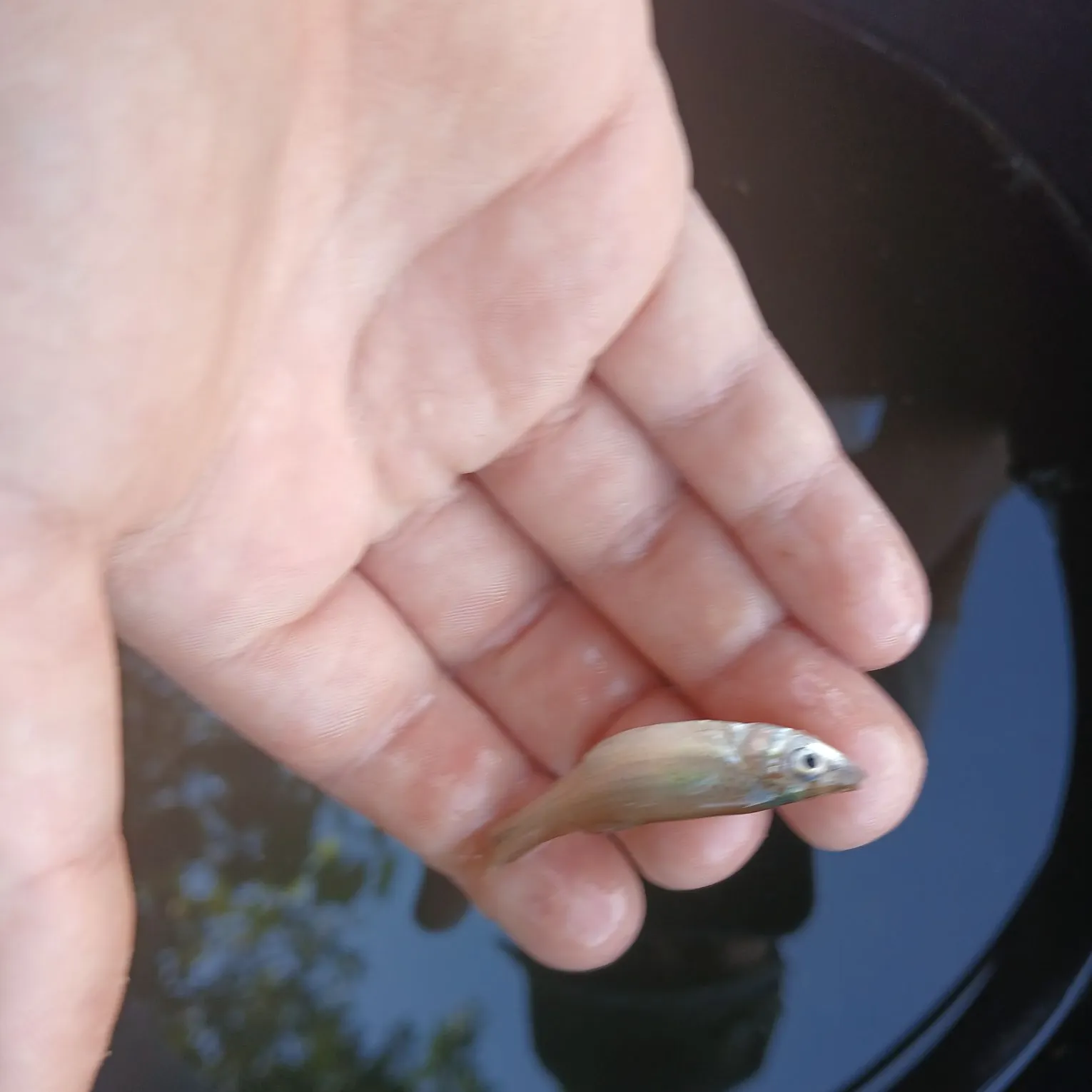 Whiting caught on Fishbrain