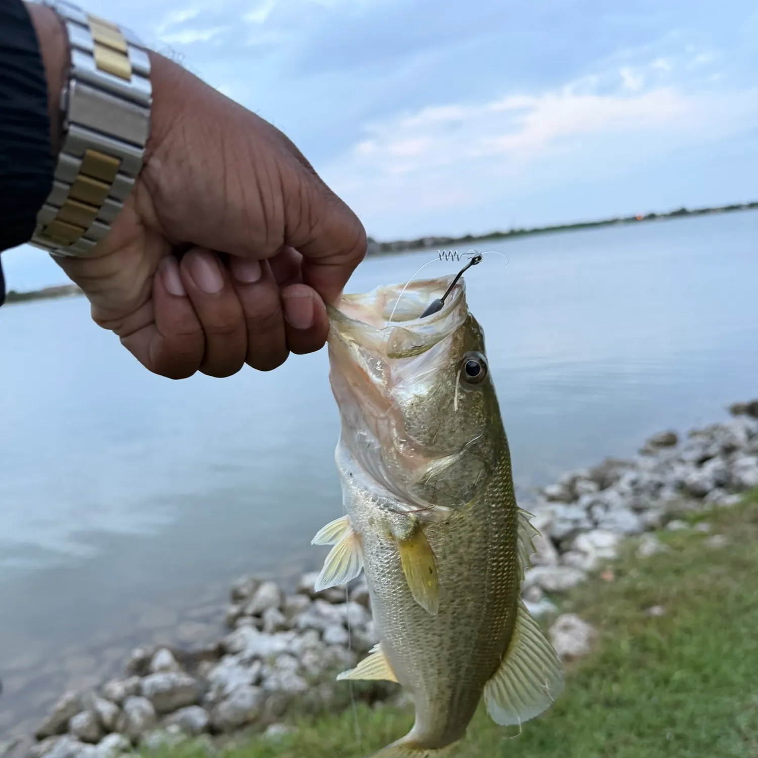 Largemouth bass caught on Fishbrain