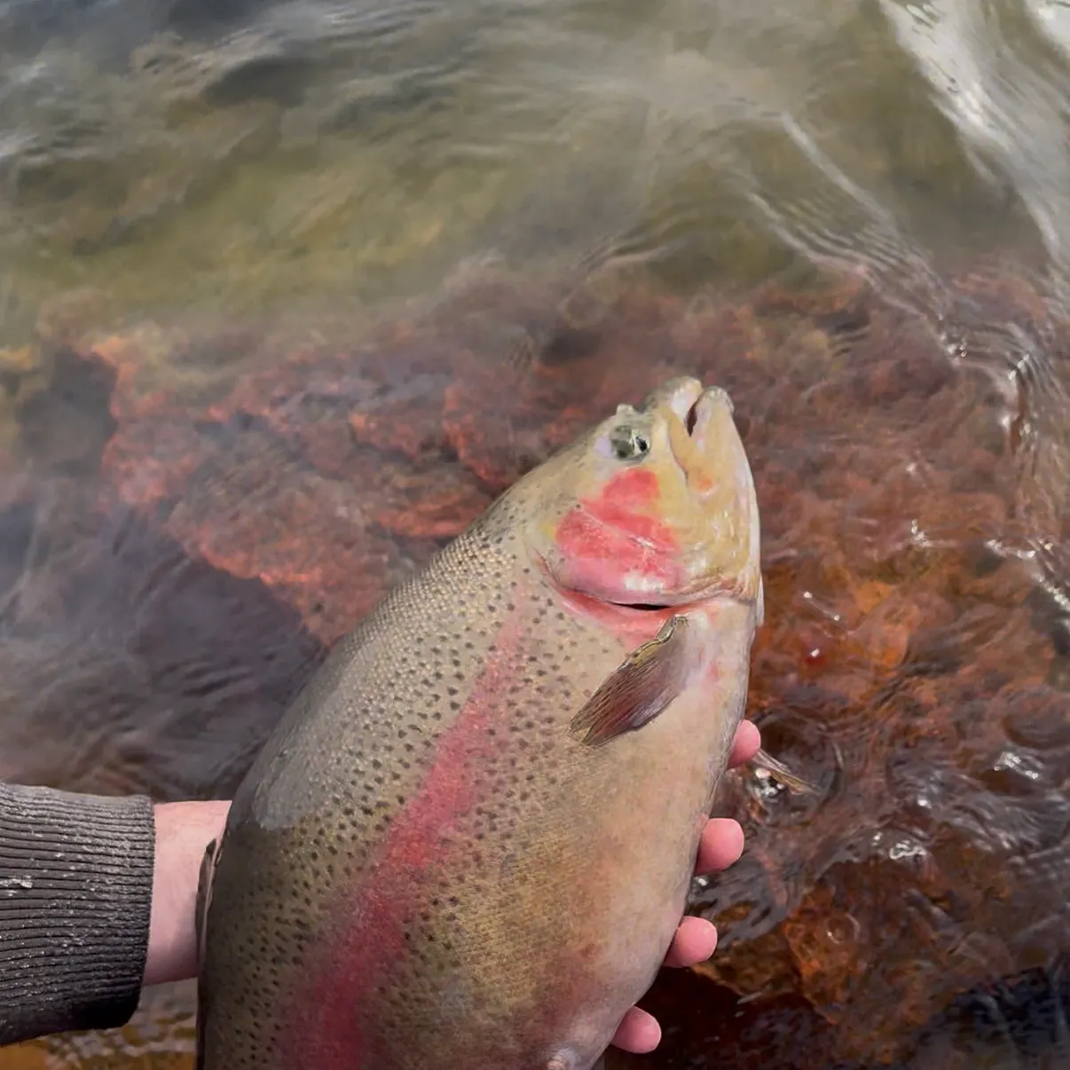 Rainbow trout caught on Fishbrain