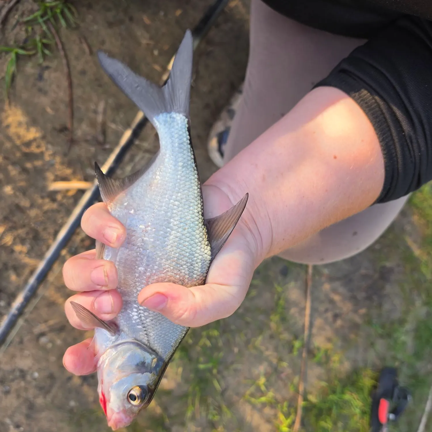 Common bream caught on Fishbrain