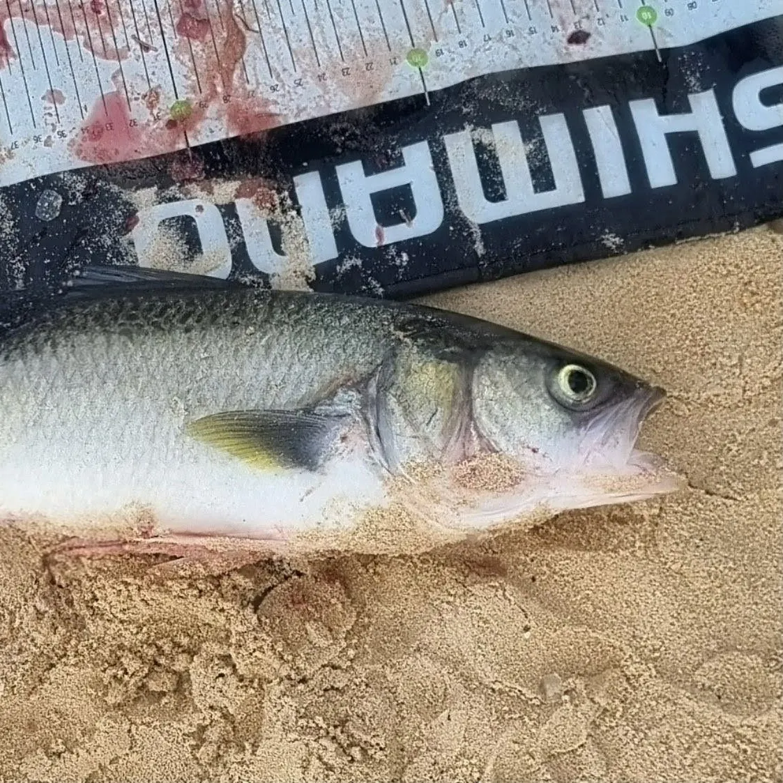 The most recent Eastern Australian salmon catches on Fishbrain