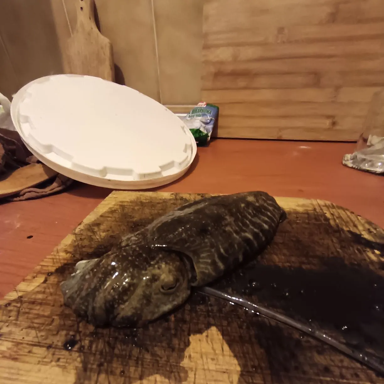 The most recent Common cuttlefish catches on Fishbrain