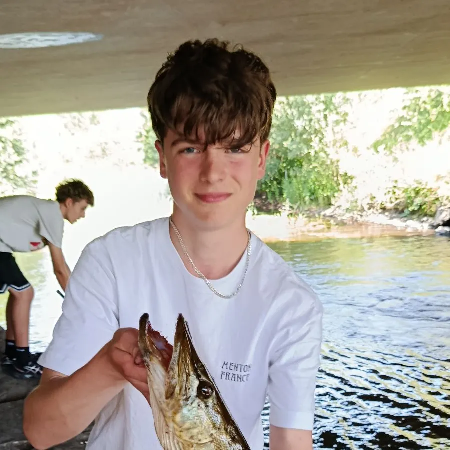Northern pike caught on Fishbrain