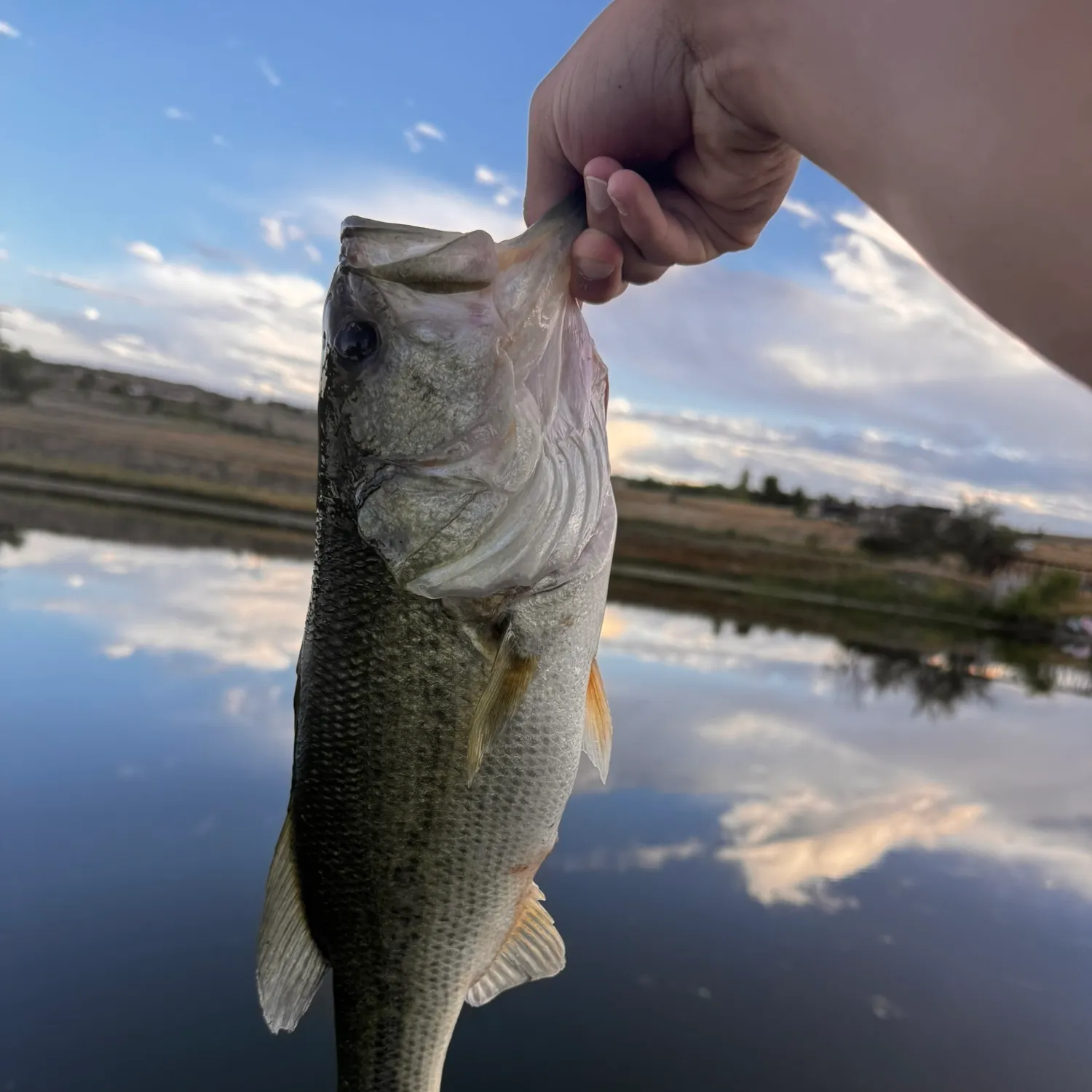 Channel catfish caught on Fishbrain