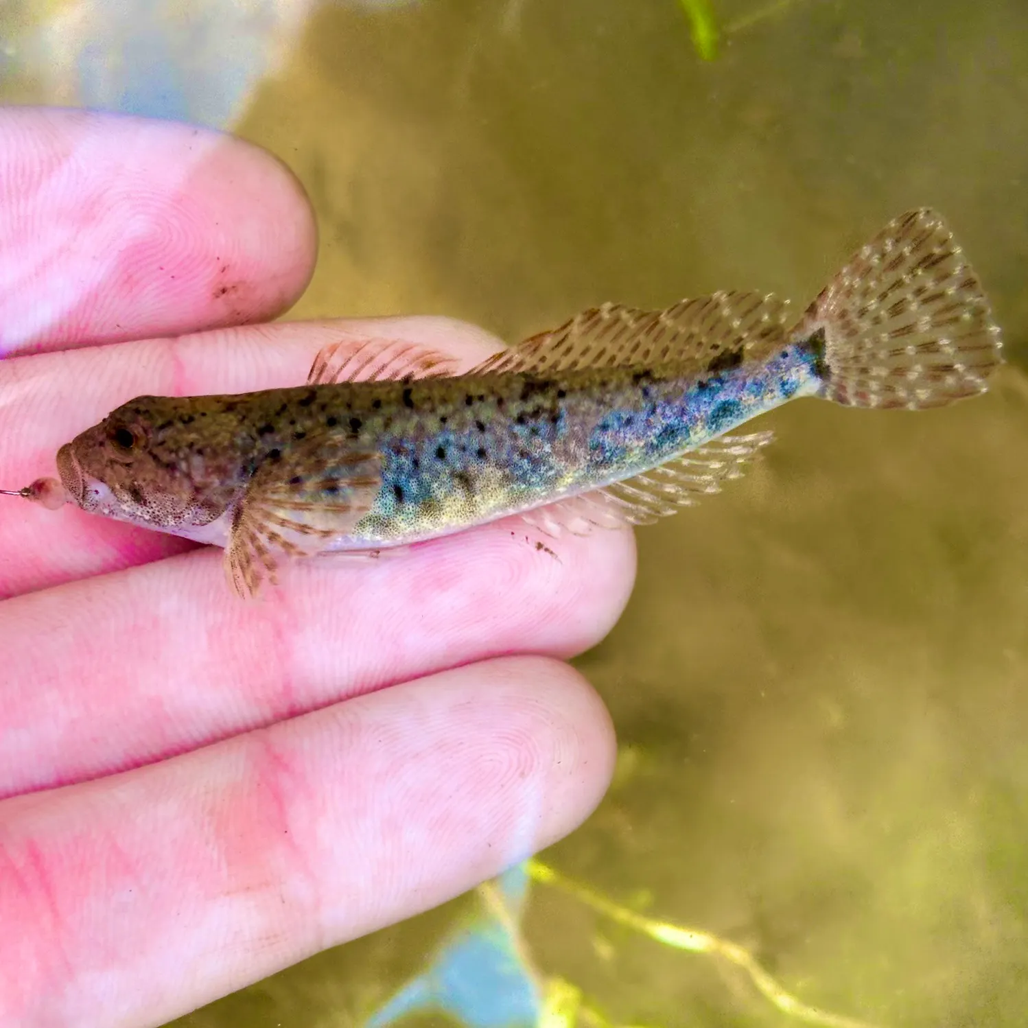 The most recent Slimy sculpin catches on Fishbrain
